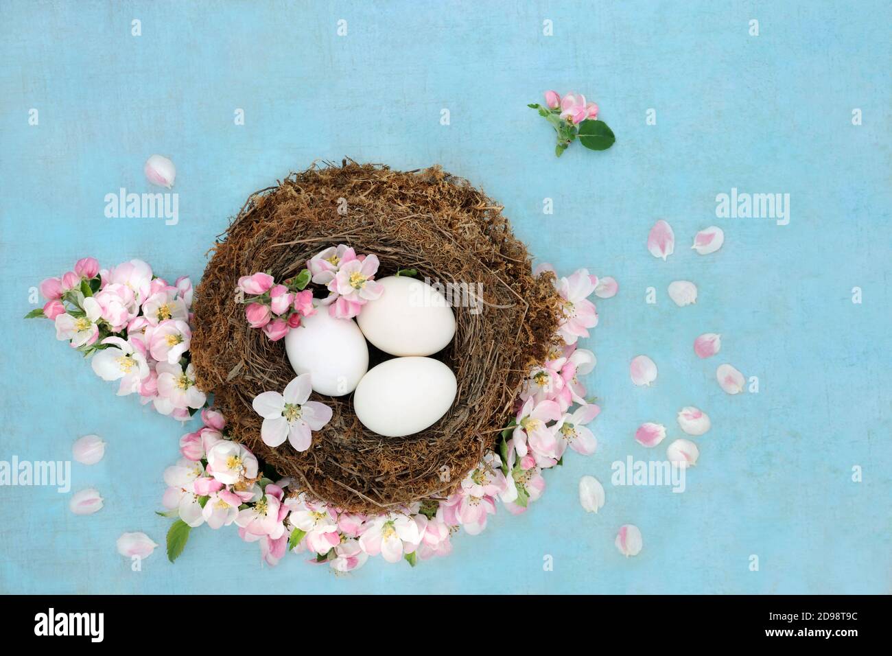 Spring Beauty Konzept mit weißen Eiern in einem Nest & Apfelblüte auf meliertem türkisfarbenem Hintergrund. Flach liegend, Draufsicht, Kopierbereich. Stockfoto