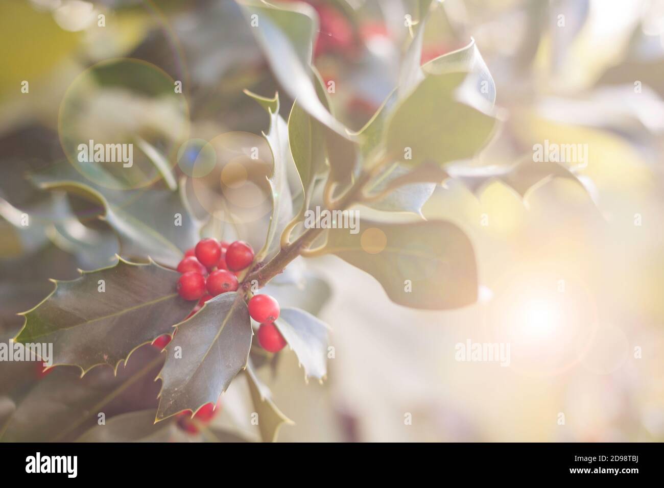 Foto von Stechpalmblättern mit roten Beeren, sehr heller Hintergrund mit Funkeln. Weihnachtssymbol für Weihnachtskarten und Dekoration Stockfoto