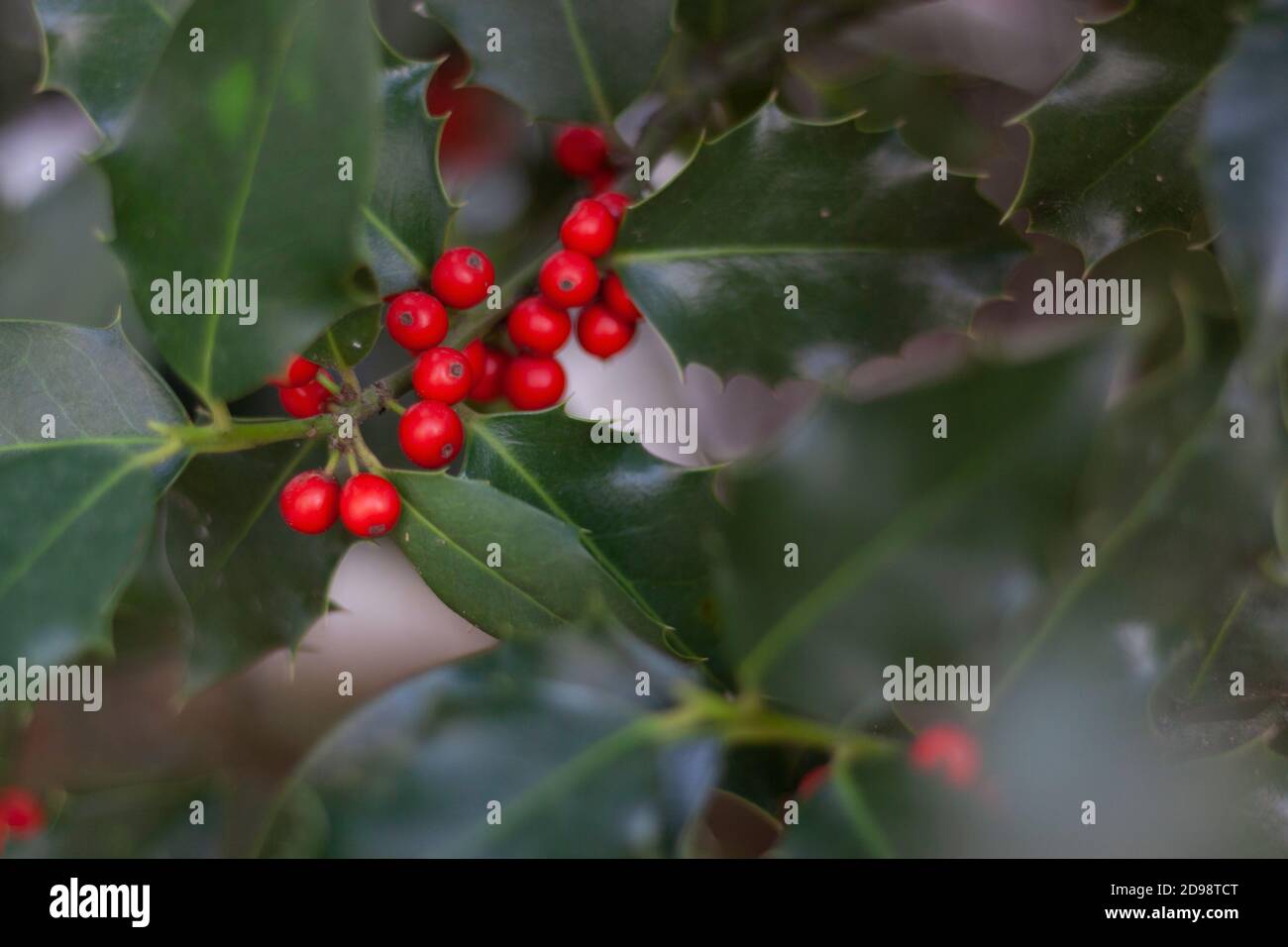 Foto von Stechpalmblättern mit roten Beeren, sehr heller Hintergrund mit Funkeln. Weihnachtssymbol für Weihnachtskarten und Dekoration Stockfoto