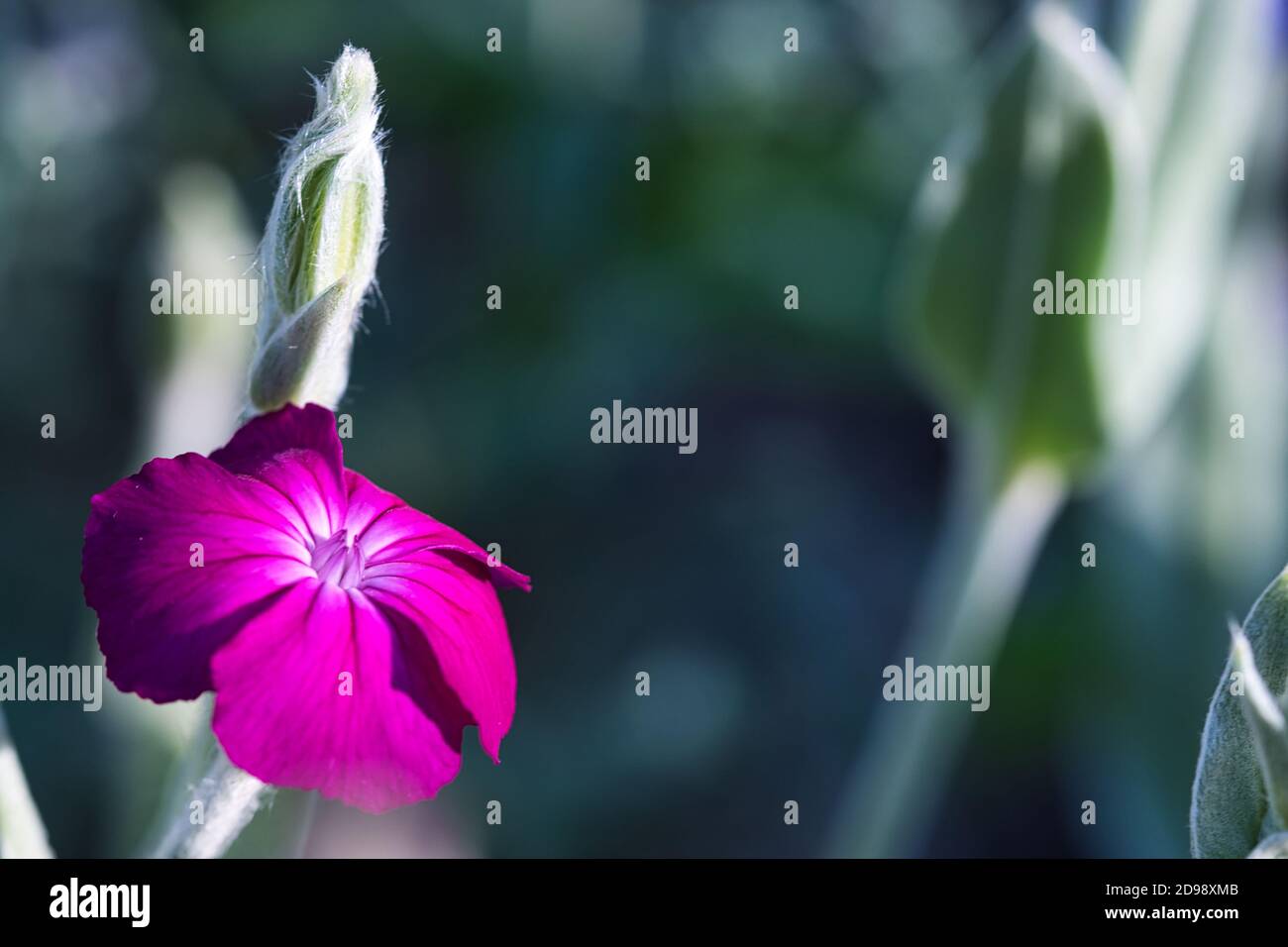 Rose campion einzelne helle rosa Magenta Blume Nahaufnahme gegen Kühl gefärbte unscharfe Hintergrund mit Pflanzen silber und grau wollig Blätter und Stängel Stockfoto