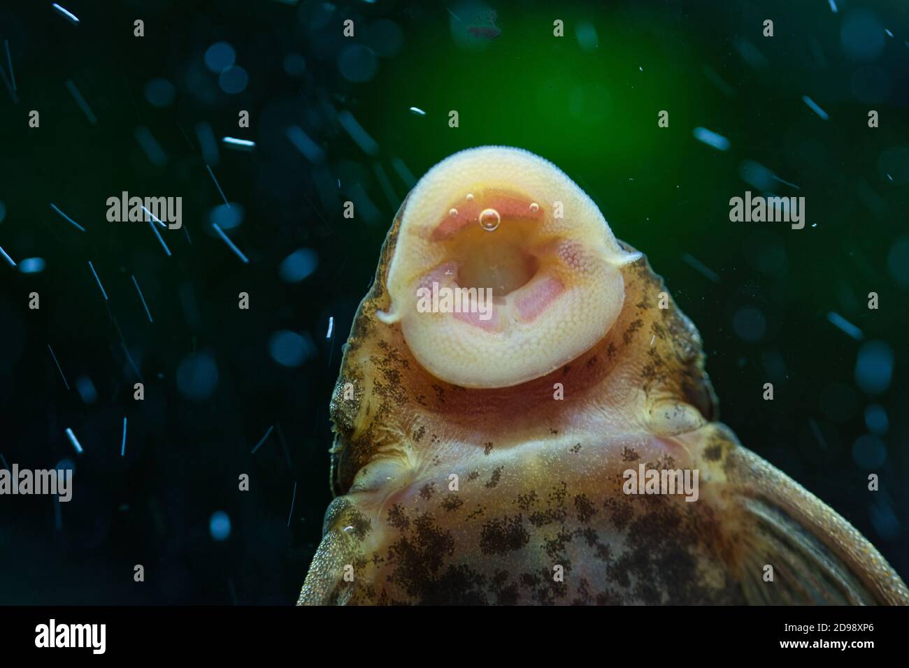 Ein Algenfresser Fisch saugt Algen von Aquarium-Tankwand, detaillierte Nahaufnahme Textur der Fische Mund und Unterseite des Körpers, dunkelgrün verschwommen backgr Stockfoto