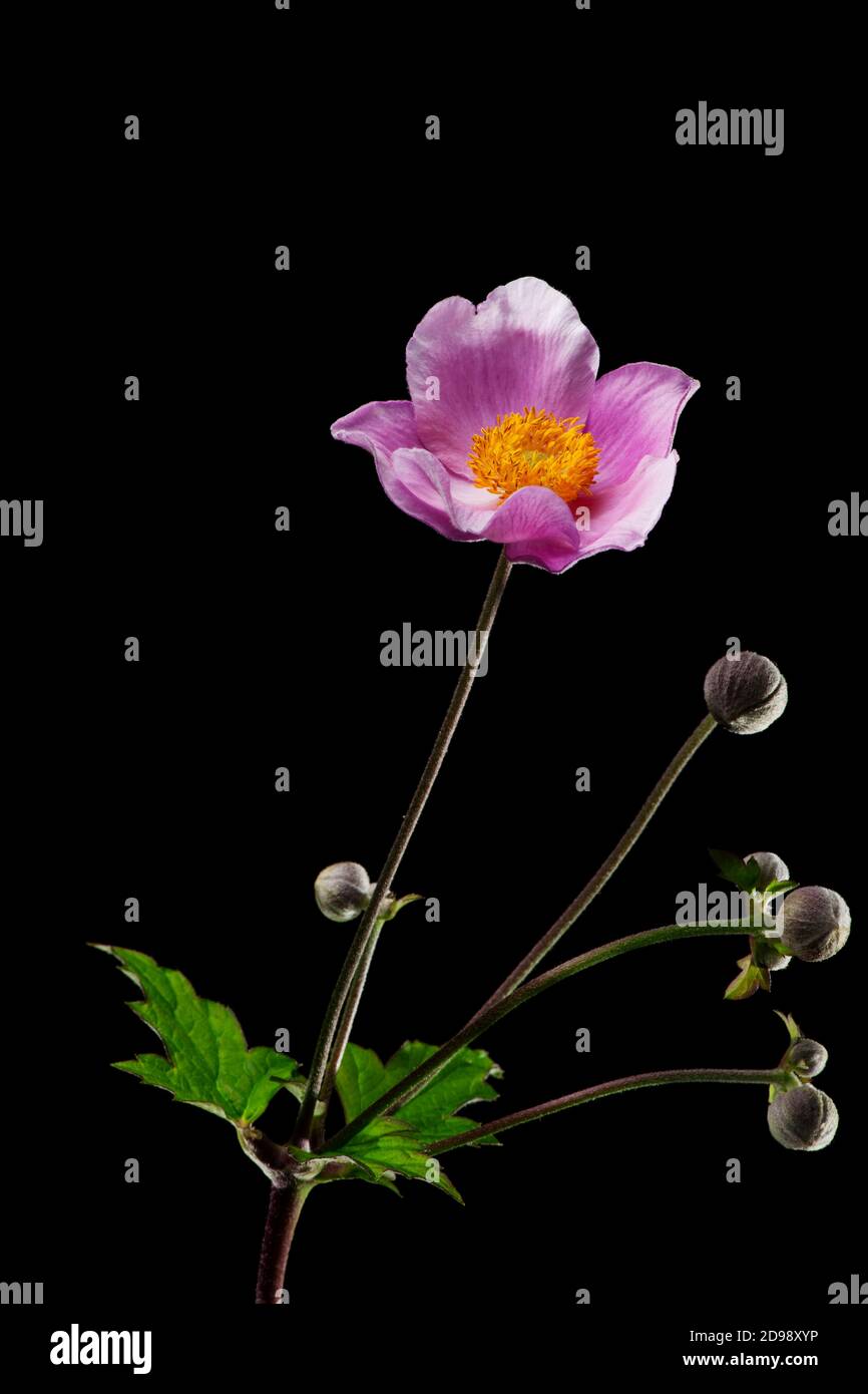 Studio-Nahaufnahme eines Blütenstiels mit mehreren geschlossenen Knospen der Herbstanemone (lat: Anemone hapehensis) isoliert vor schwarzem Hintergrund. Stockfoto