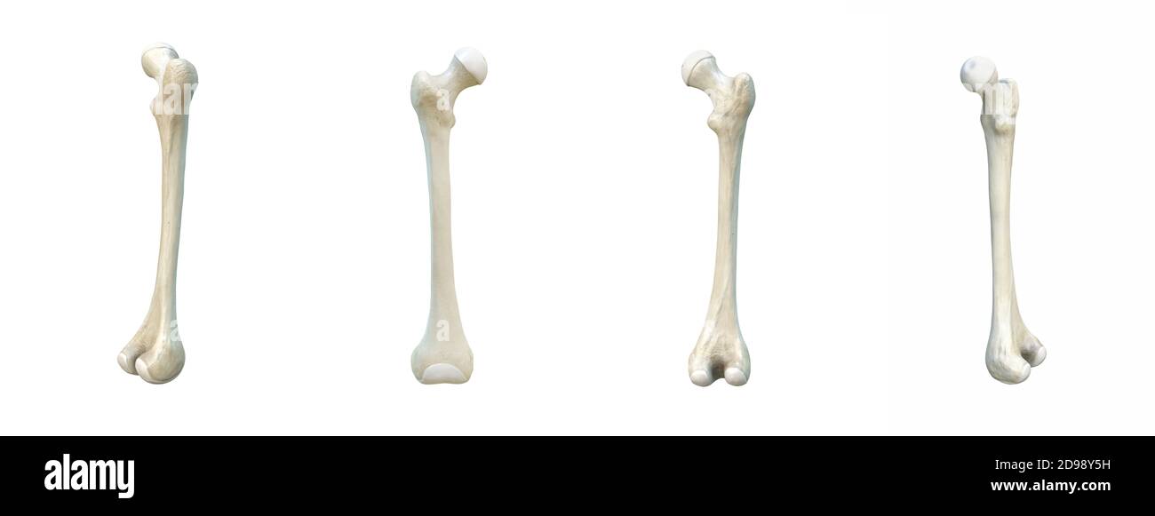 Rechter menschlicher Oberschenkelknochen, Set, weißer Hintergrund, Knochen, 3d-Rendering Stockfoto