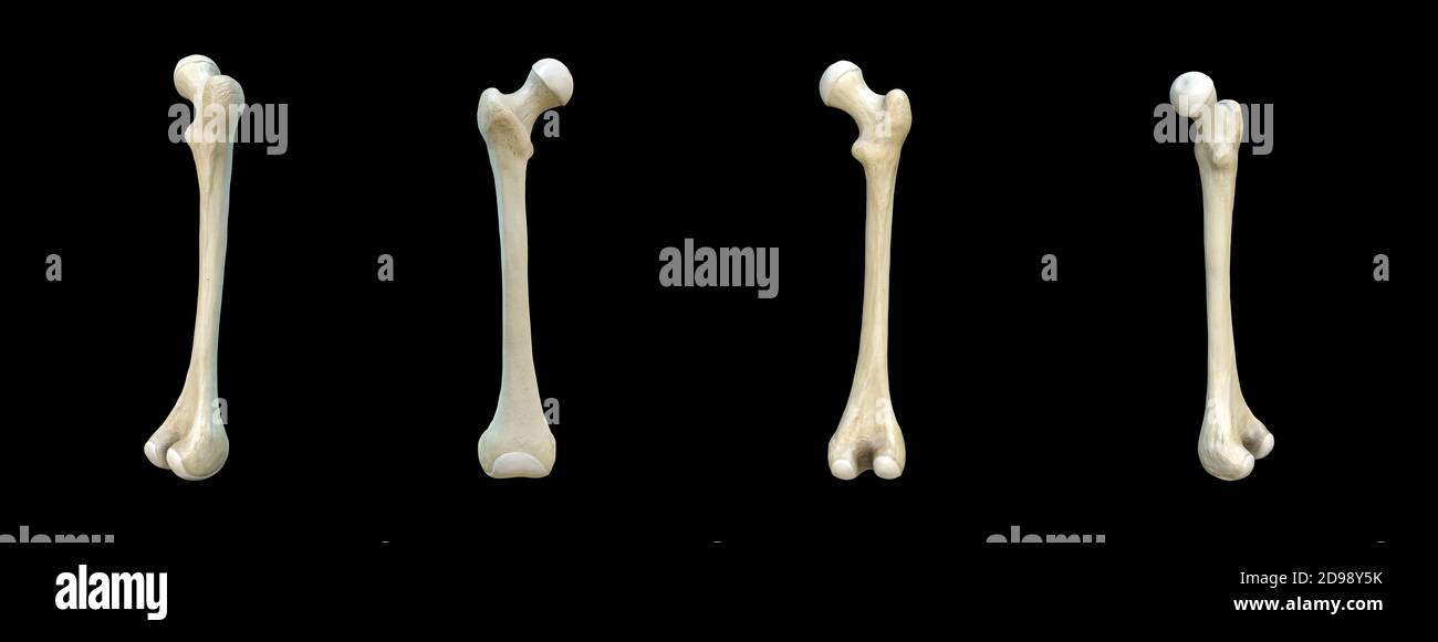 Rechter menschlicher Oberschenkelknochen, Set, schwarzer Hintergrund, Knochen, 3d-Rendering Stockfoto