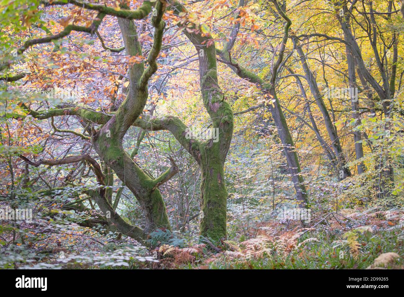 Verdrehte alte Eichen in einem Wald im Herbst Zeit, mit goldenen Blättern und leuchtend grünen Moos auf den Baumstämmen und Ästen. Stockfoto