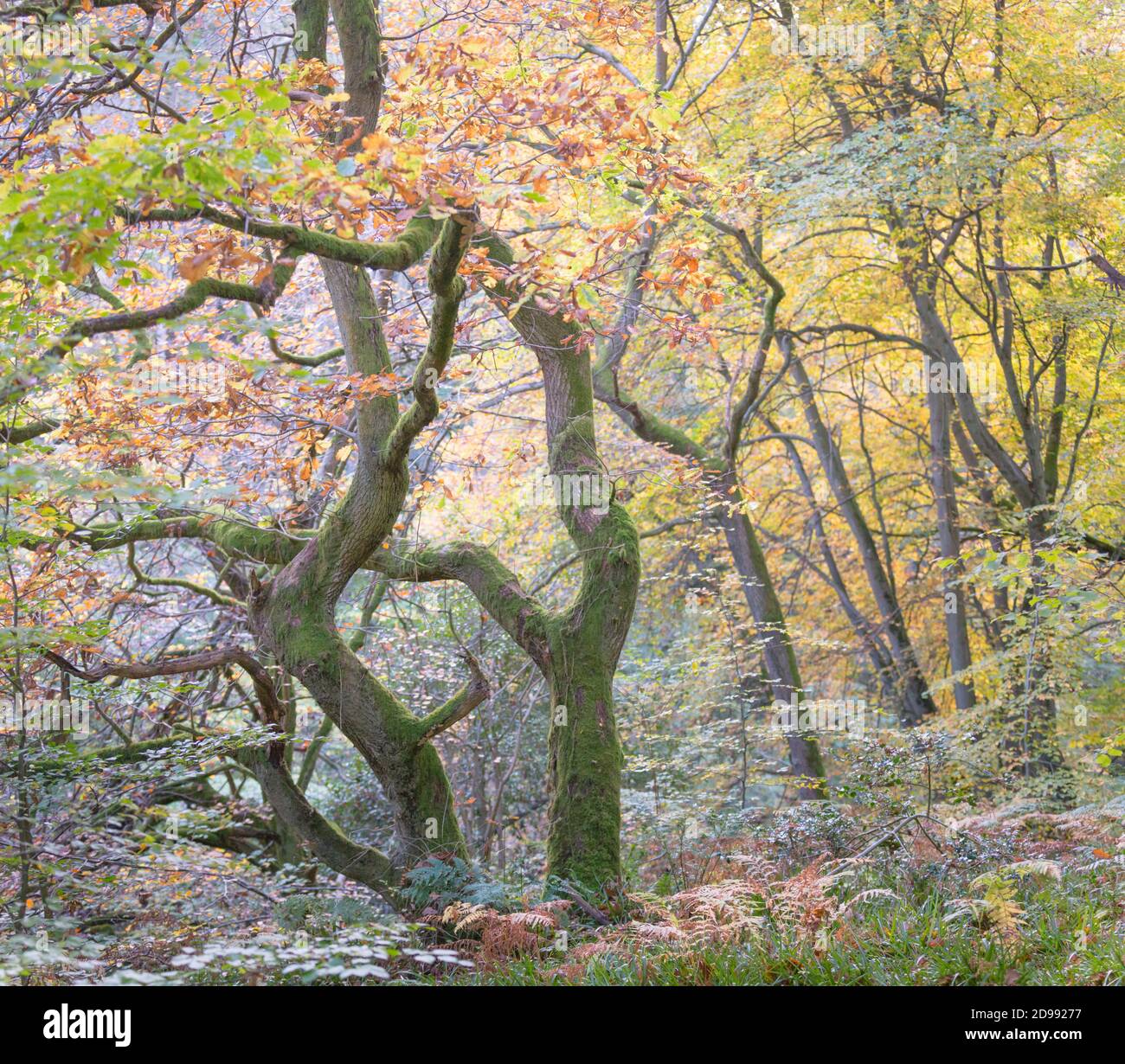 Verdrehte alte Eichen in einem Wald im Herbst Zeit, mit goldenen Blättern und leuchtend grünen Moos auf den Baumstämmen und Ästen. Stockfoto