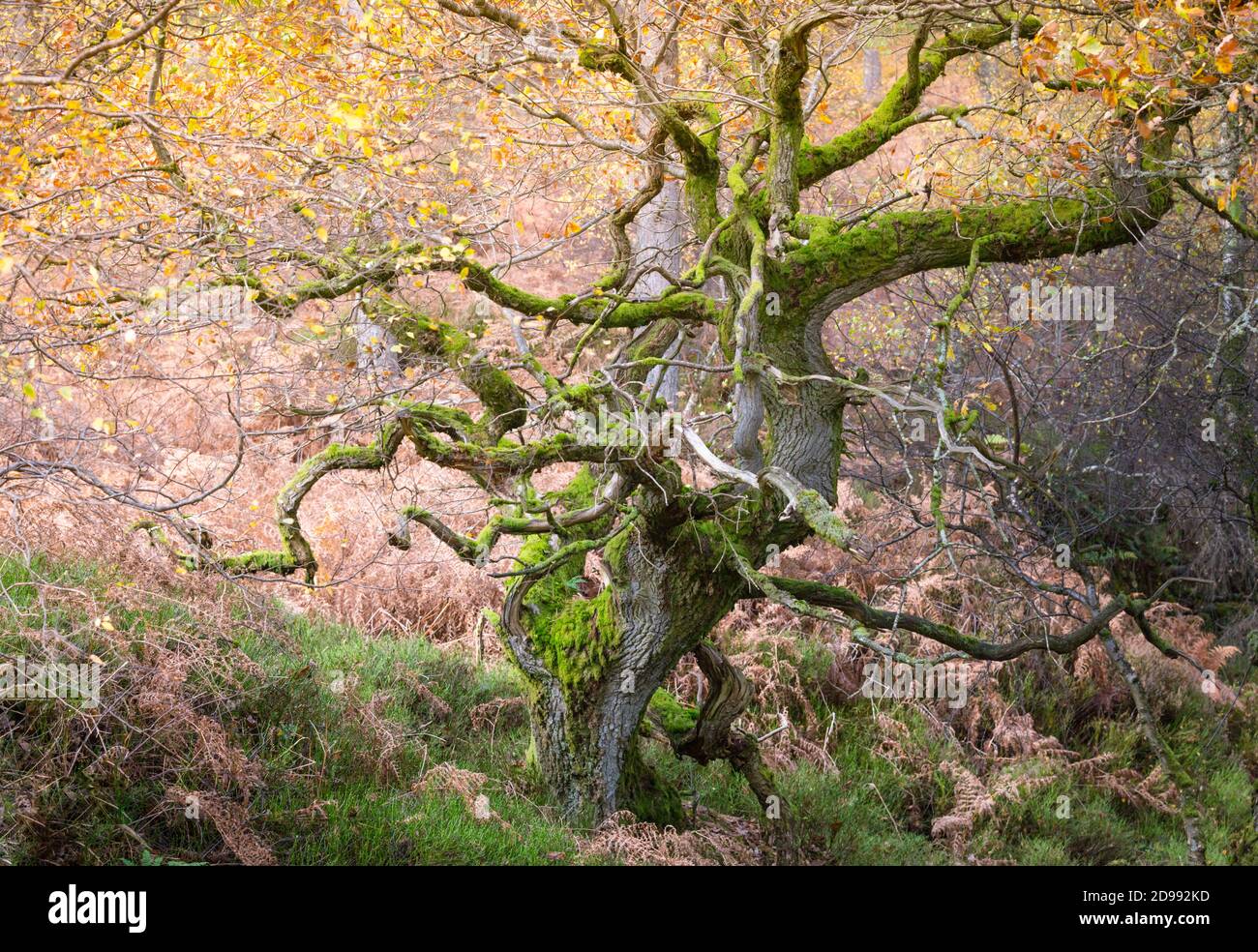 Verdrehte alte Eichen in einem Wald im Herbst Zeit, mit goldenen Blättern und leuchtend grünen Moos auf den Baumstämmen und Ästen. Stockfoto