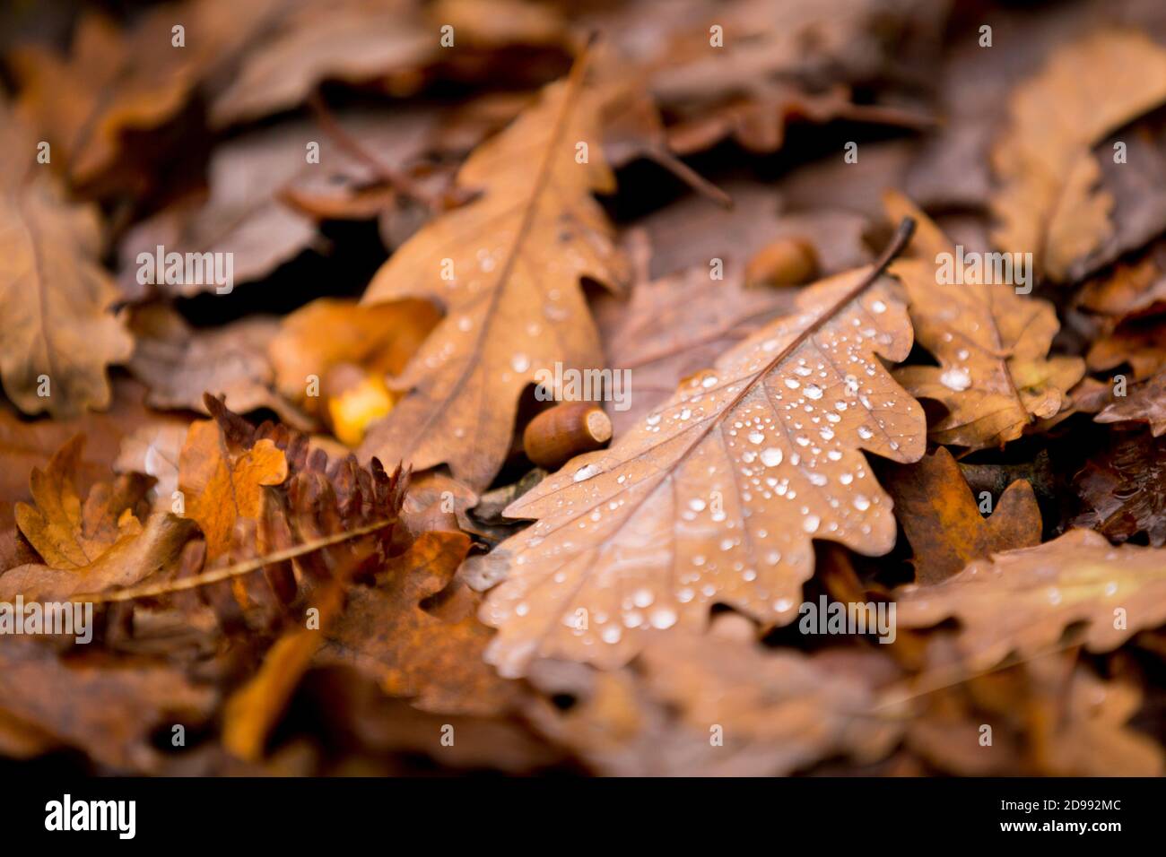 Nahaufnahme von gefallenen Eichenblättern und Eicheln mit Regentropfen auf dem Waldboden im Herbst in Northumberland, Nordostengland. Stockfoto