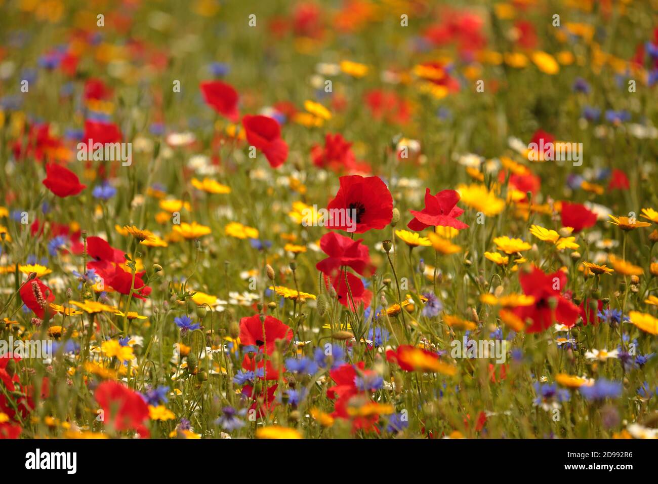 Cotswold Sommerblumen einschließlich Mohnblumen Löwenzahn und Mais Blumen Snowshill Wiese Cotswolds Stockfoto
