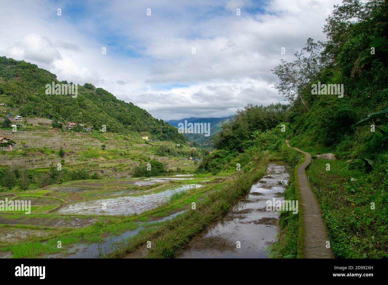 Reisfeld Landschaft auf den Philippinen, Asien. Weg in den Berg neben den Reisterrassen. Stockfoto