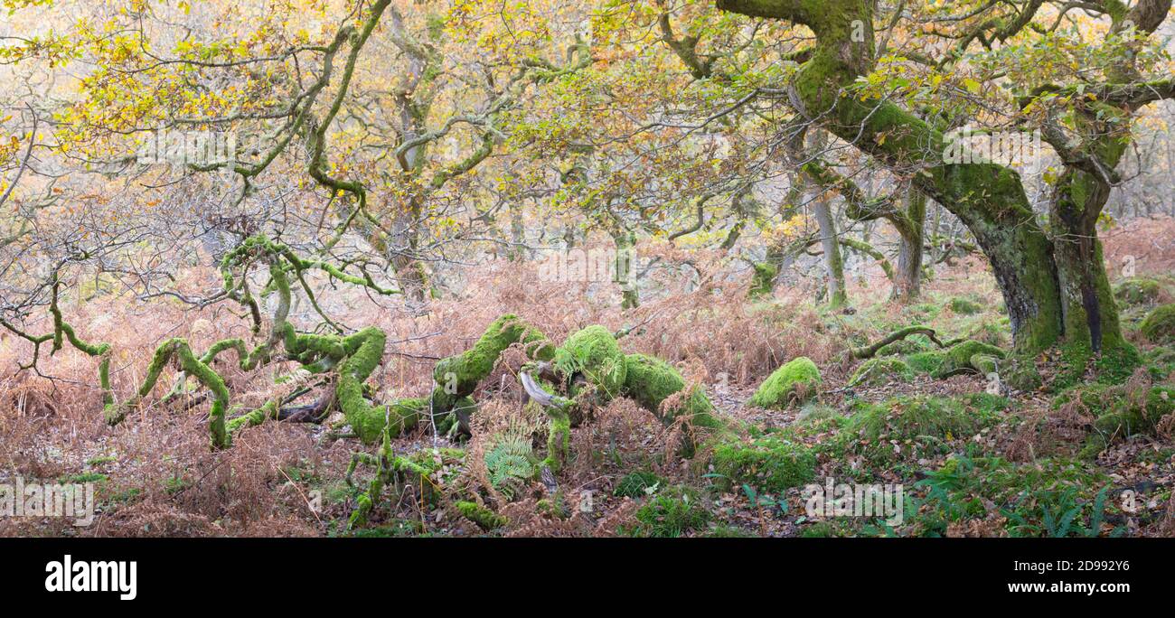 Verdrehte alte Eichen in einem Wald im Herbst Zeit, mit goldenen Blättern und leuchtend grünen Moos auf den Baumstämmen und Ästen. Stockfoto