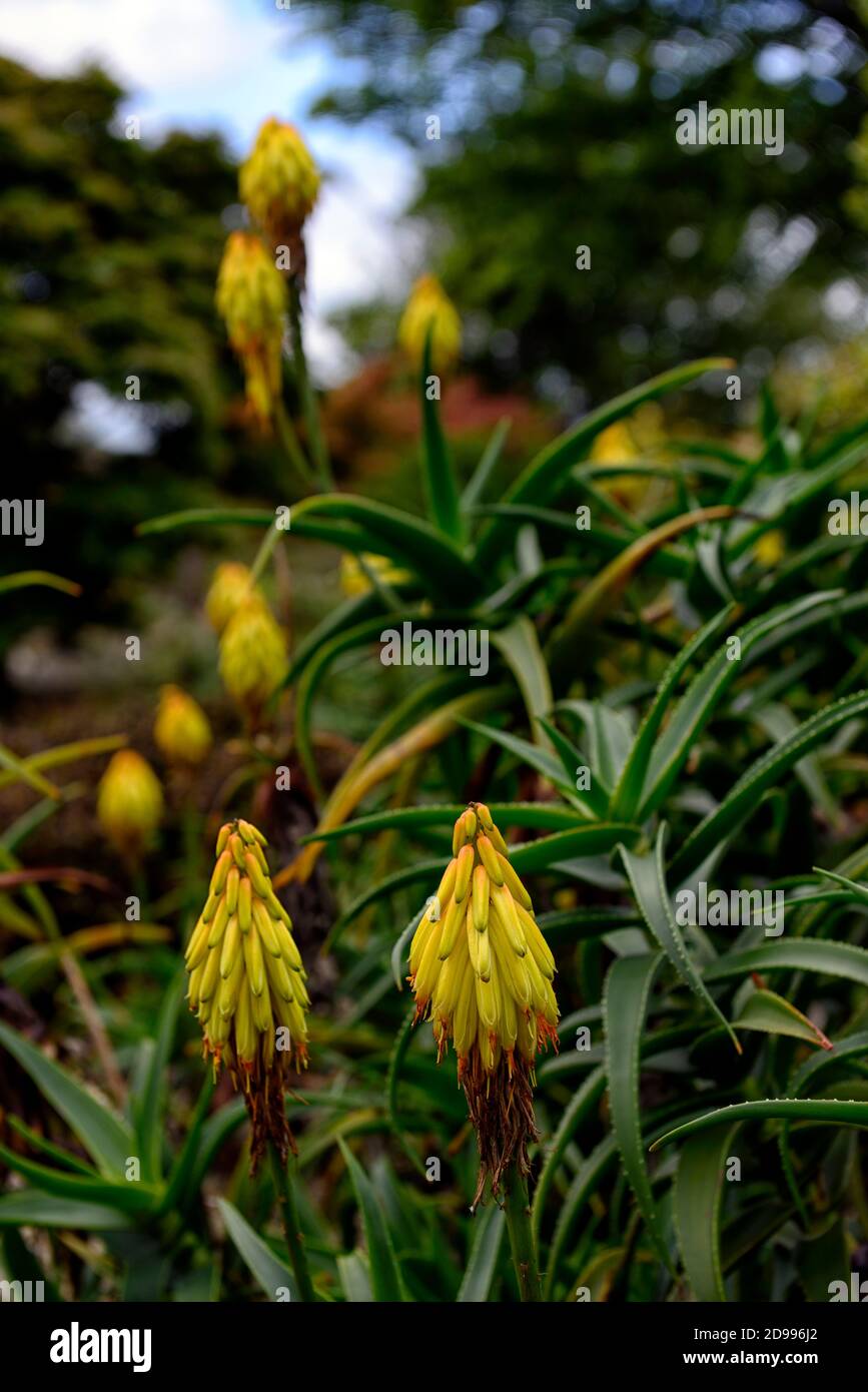 Aloiampelos striatula, Aloe striatula, robuste Aloe, gestreifte Aloe, robuste saftige Pflanze, gelbe Blumen, Blume, Blüte, RM Floral Stockfoto