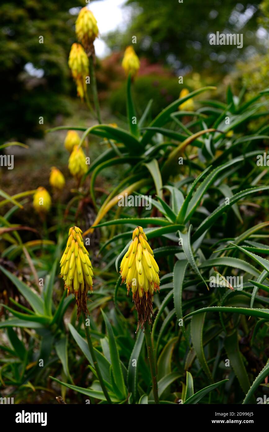 Aloiampelos striatula, Aloe striatula, robuste Aloe, gestreifte Aloe, robuste saftige Pflanze, gelbe Blumen, Blume, Blüte, RM Floral Stockfoto