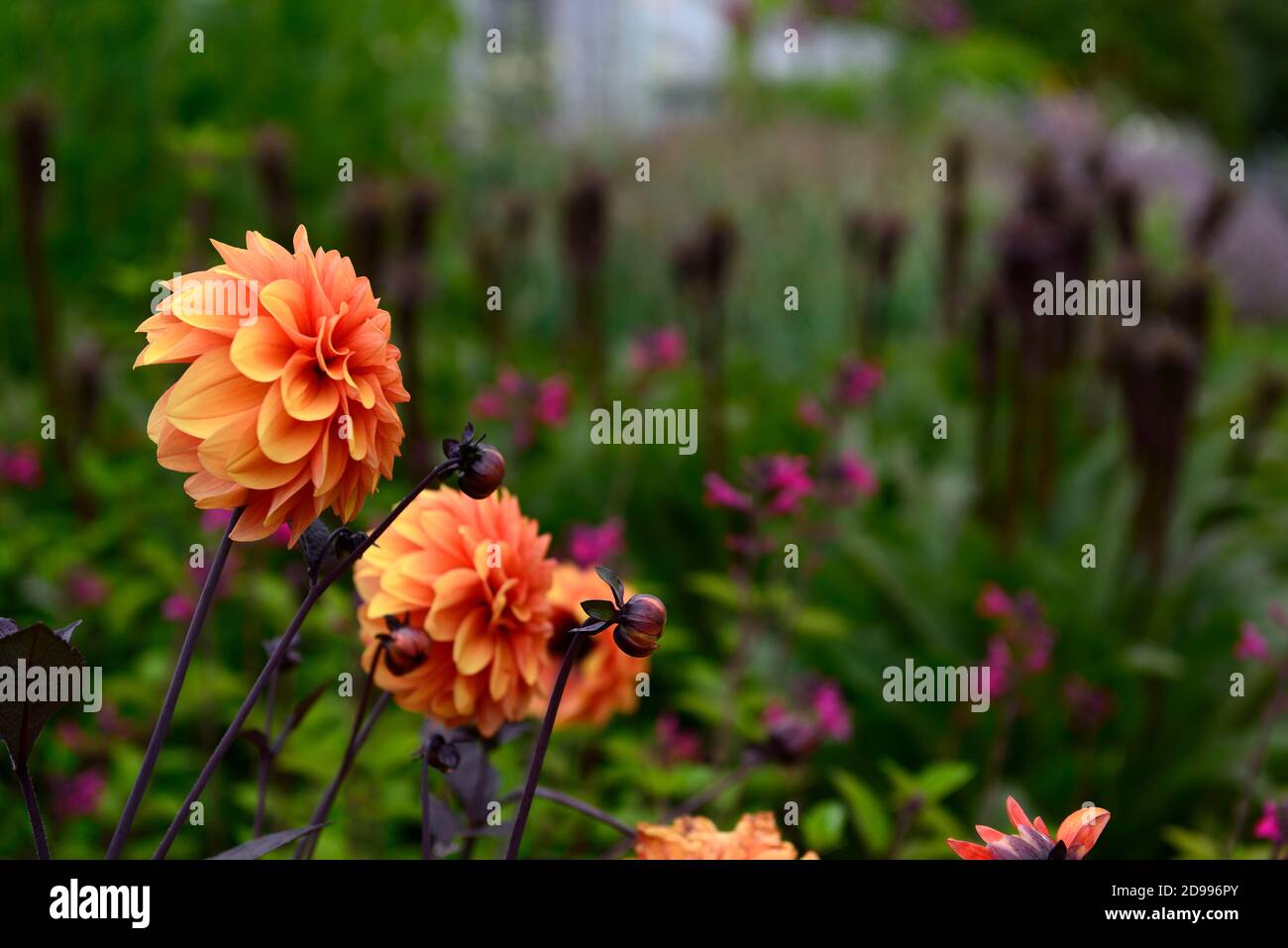 Dahlie David Howard, Orange, Blume, Blumen, Blüte, Dahlien, RM Floral Stockfoto