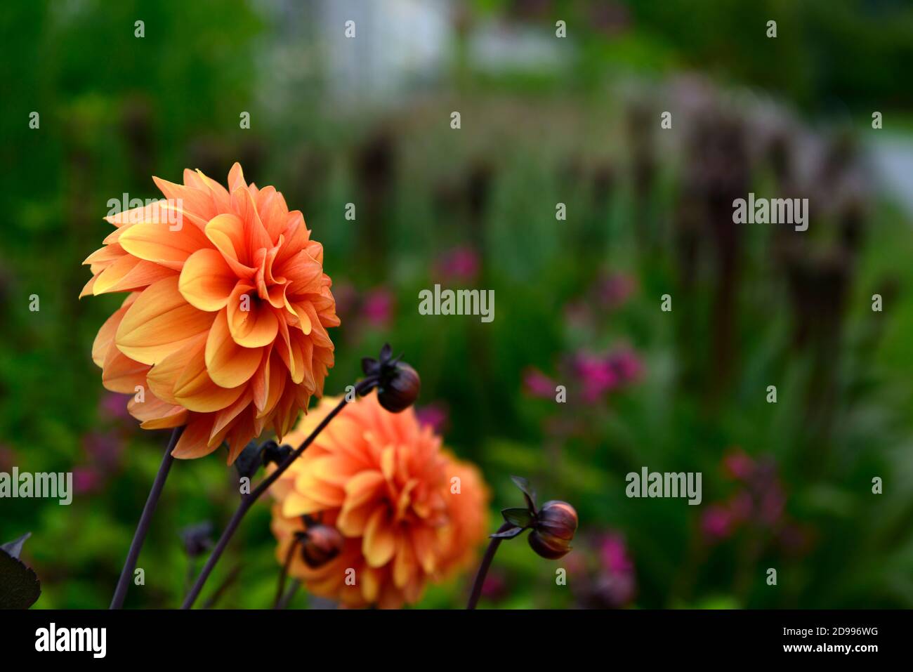 Dahlie David Howard, Orange, Blume, Blumen, Blüte, Dahlien, RM Floral Stockfoto