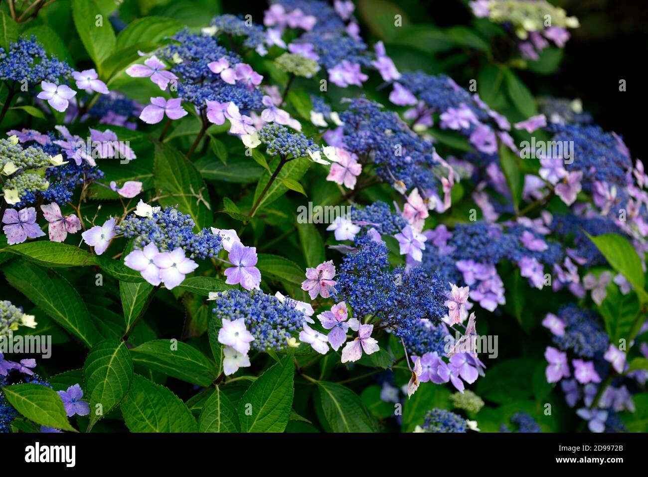 Hydrangea macrophylla, lacecap Hortensie, blau, Blume, Blumen, Blütenstand, Weiß, Lila, Hortensien, RM Floral Stockfoto