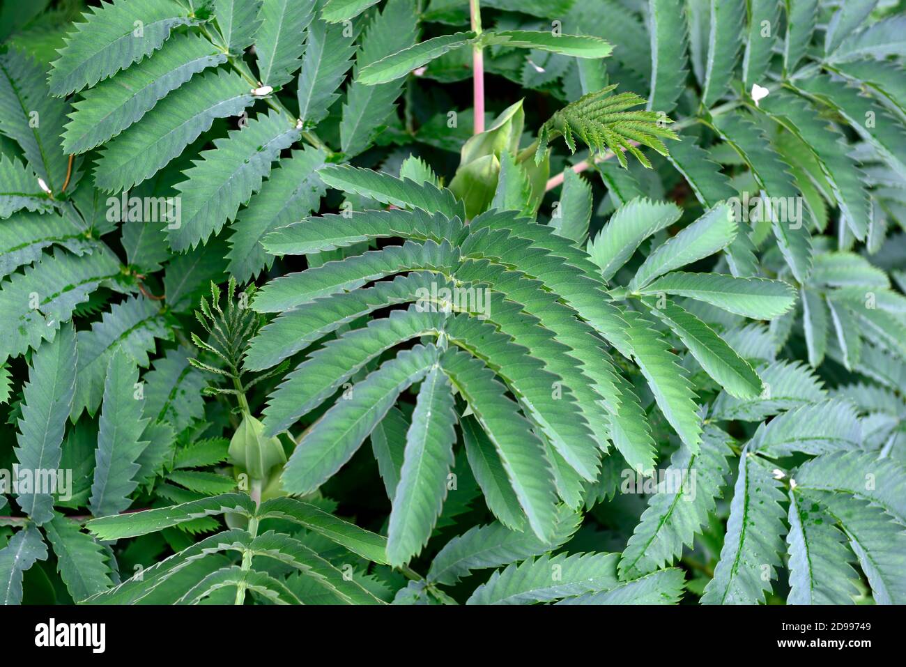 Melianthus Major Antonow's Blue, Antonow Honeybush, grün blaues Laub, Blätter, architektonische Pflanze, Garten, RM Floral Stockfoto