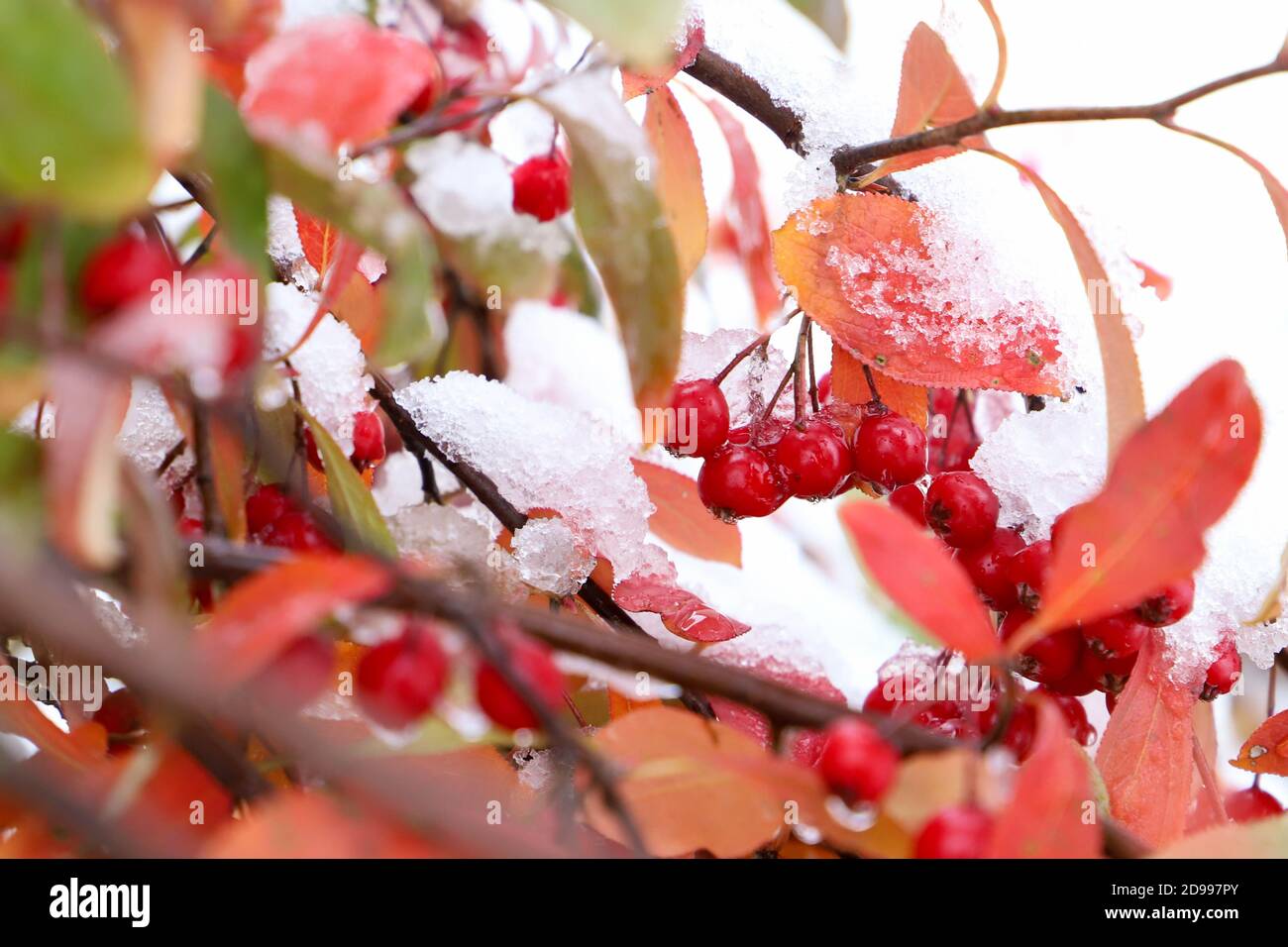 Schneebedeckte Zweige der Brilliant Red Chokeberry (Aronia arbutifolia) voller roter Beeren. Stockfoto
