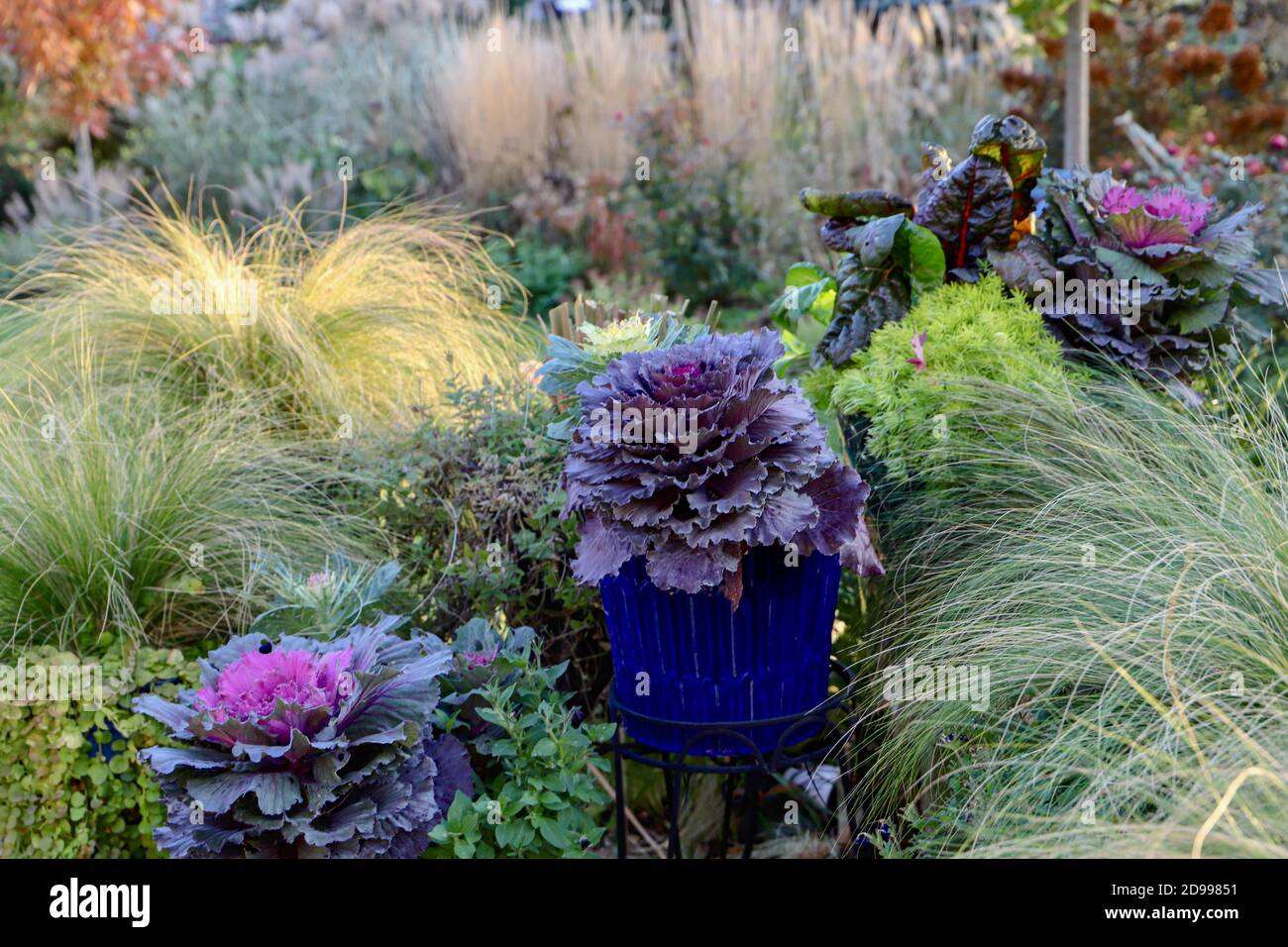 Eine charmante Sammlung von Herbst Garten Container mit lila und grünen Grünkohl und hakone Gras. Beschreibung9 Stockfoto