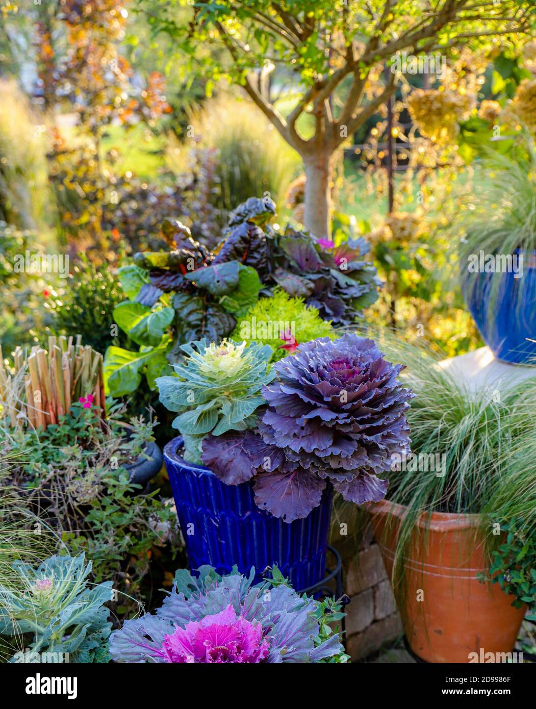 Eine charmante Sammlung von Herbst Garten Container mit lila und grünen Grünkohl und hakone Gras. Beschreibung9 Stockfoto