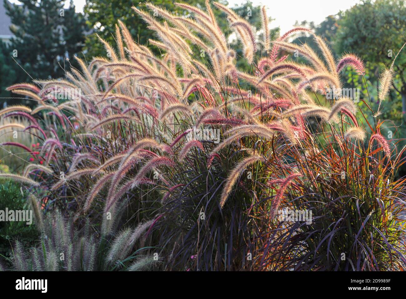 Purple Brunnen Gras Welle friedlich in den Chicago Winden schaffen Eine entspannende Umgebung Stockfoto