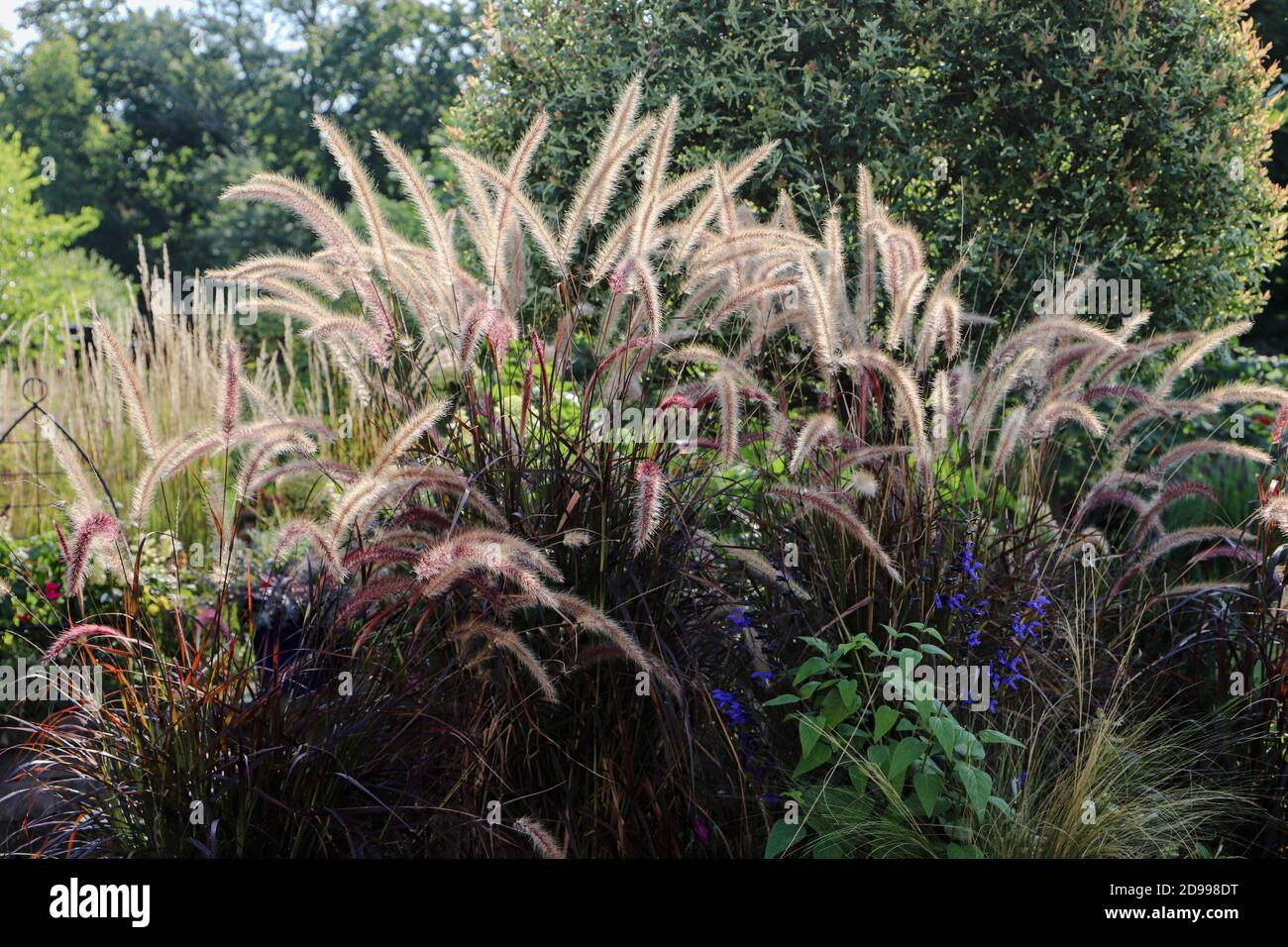 Purple Brunnen Gras Welle friedlich in den Chicago Winden schaffen Eine entspannende Umgebung Stockfoto