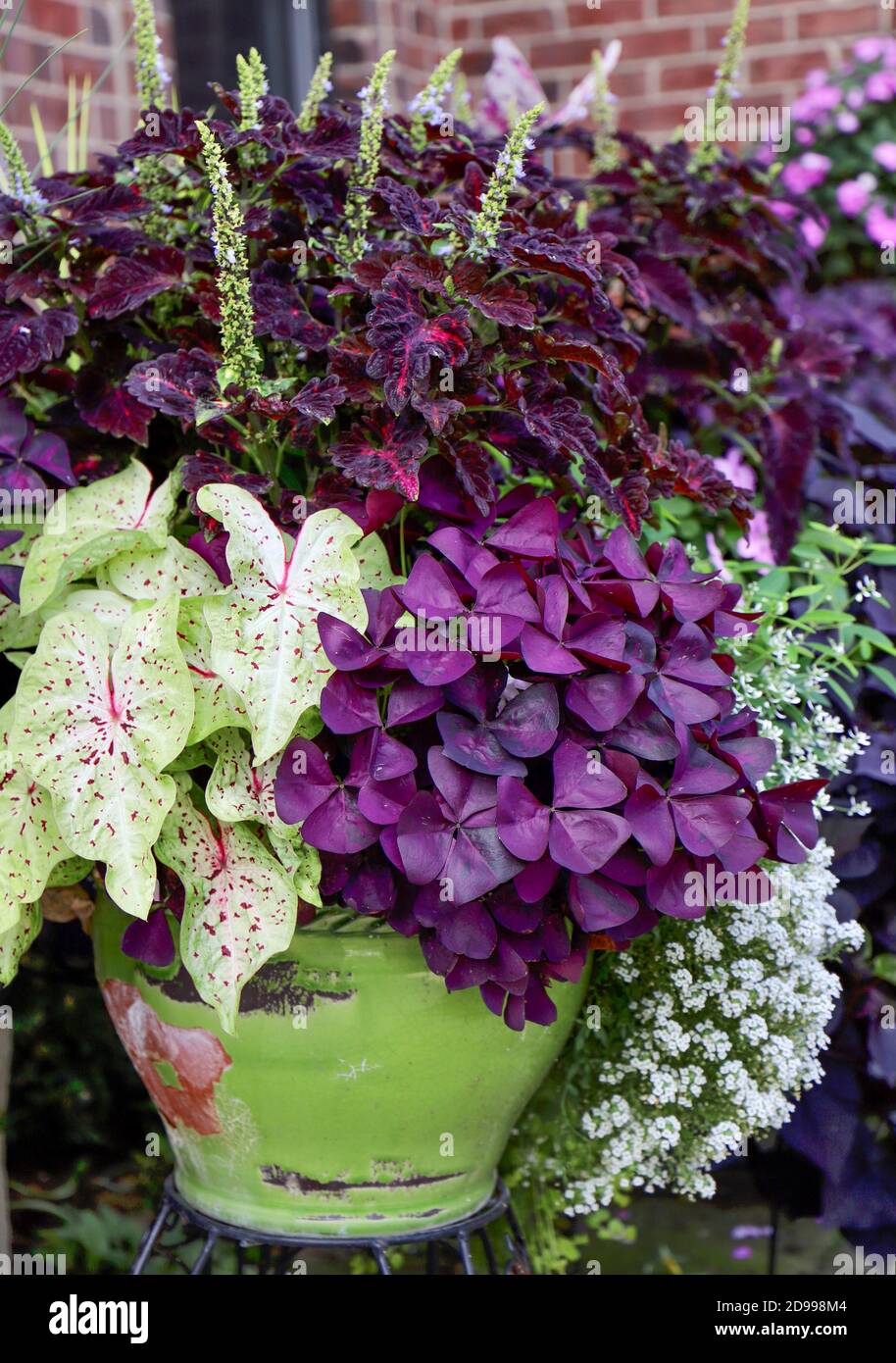 Oxalis triangularis, purpurne Kleeblätter, purpurne Salvia und variiertes Caladium machen diesen atemberaubenden Gartenbehälter aus Stockfoto