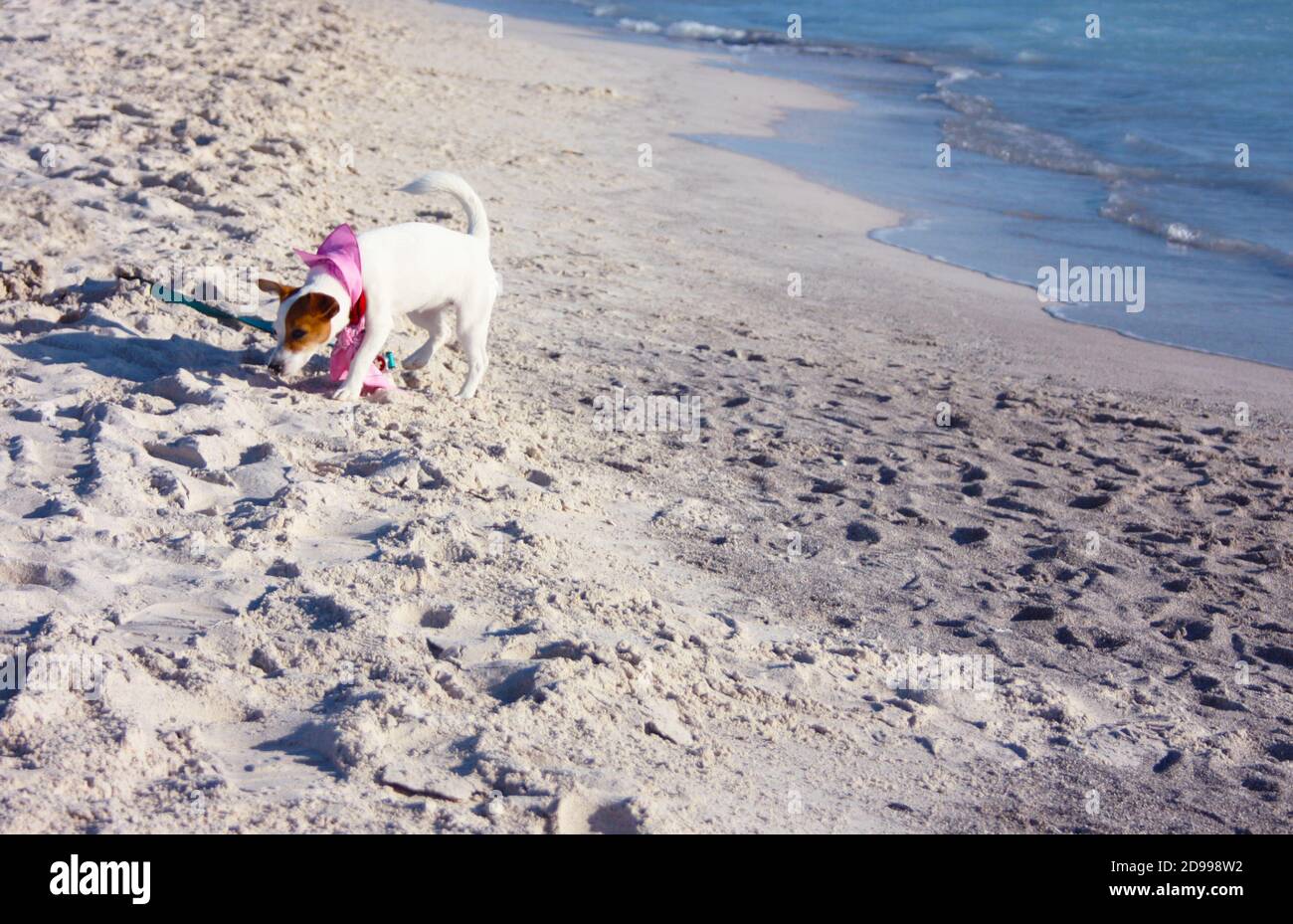 Hündin der Hunderasse Jack russell Terrier von der Meer am weißen Sandstrand bei Sonnenuntergang in rosignano marittima toskana Stockfoto