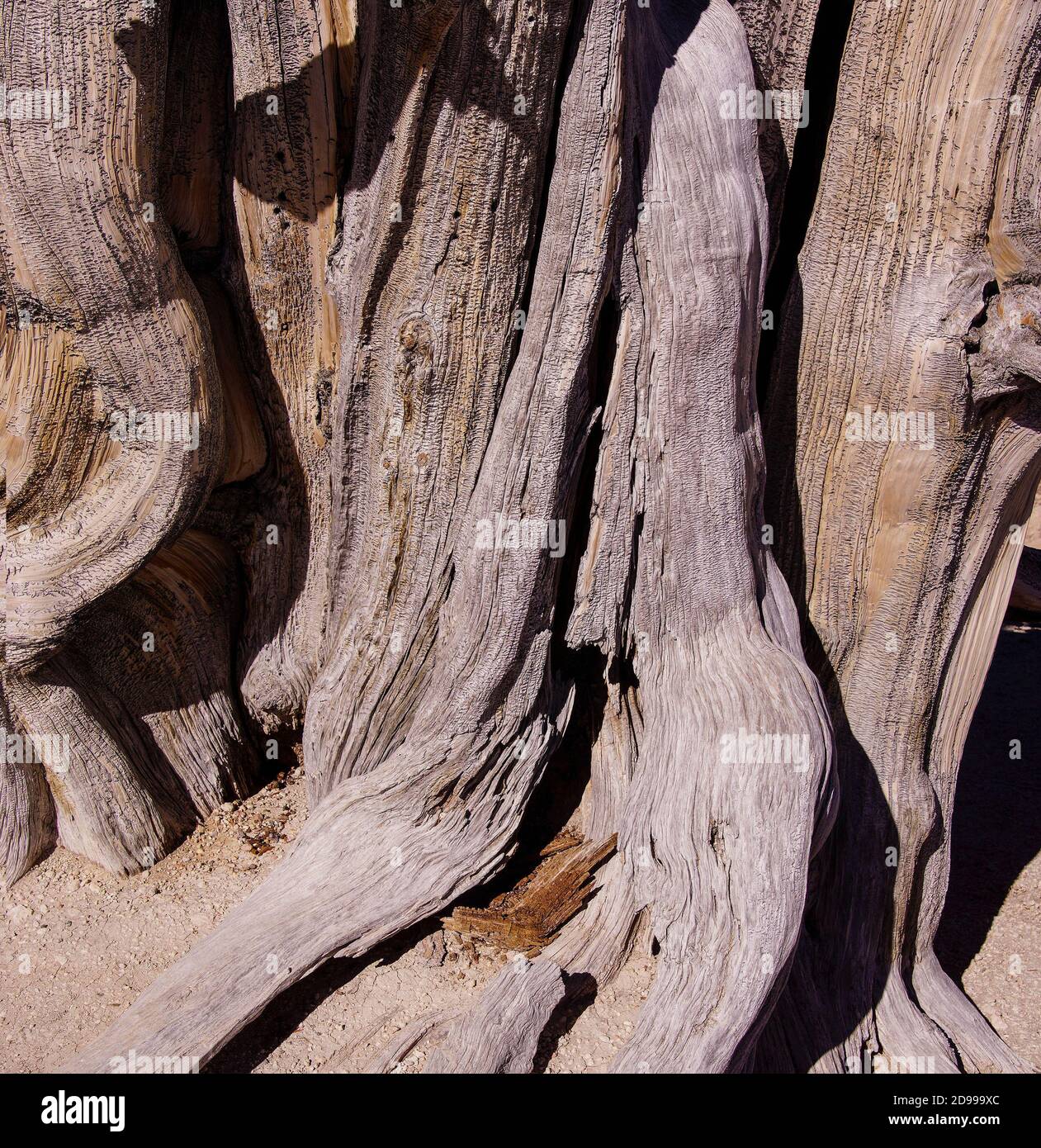 Große Borstenkiefer (Pinus longaeva), auf dem Kamm des Spectra Point. Der älteste lebende Organismus, lebt seit Tausenden von Jahren, Zeder bricht N Stockfoto