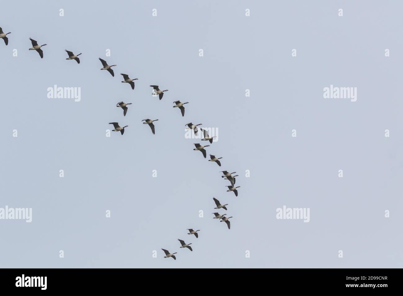 Wandernde Brent Gänse im Flug. Stockfoto