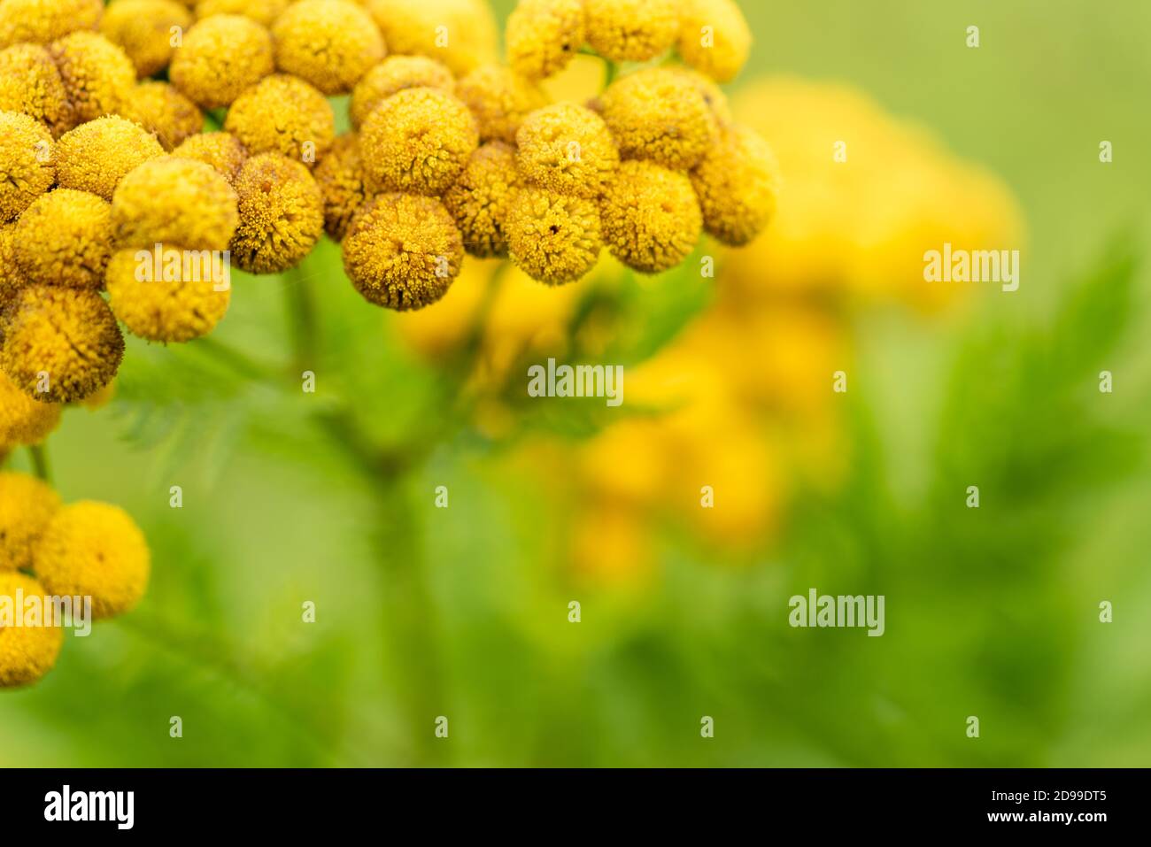 Grüne Wiese mit gelben gemeinen Tansy Wildblumen Stockfoto