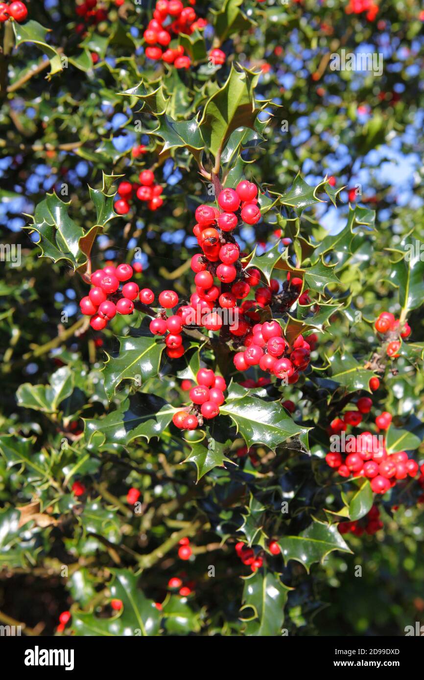 Holly Berries, Ilex Aquifolium, Großbritannien Stockfoto