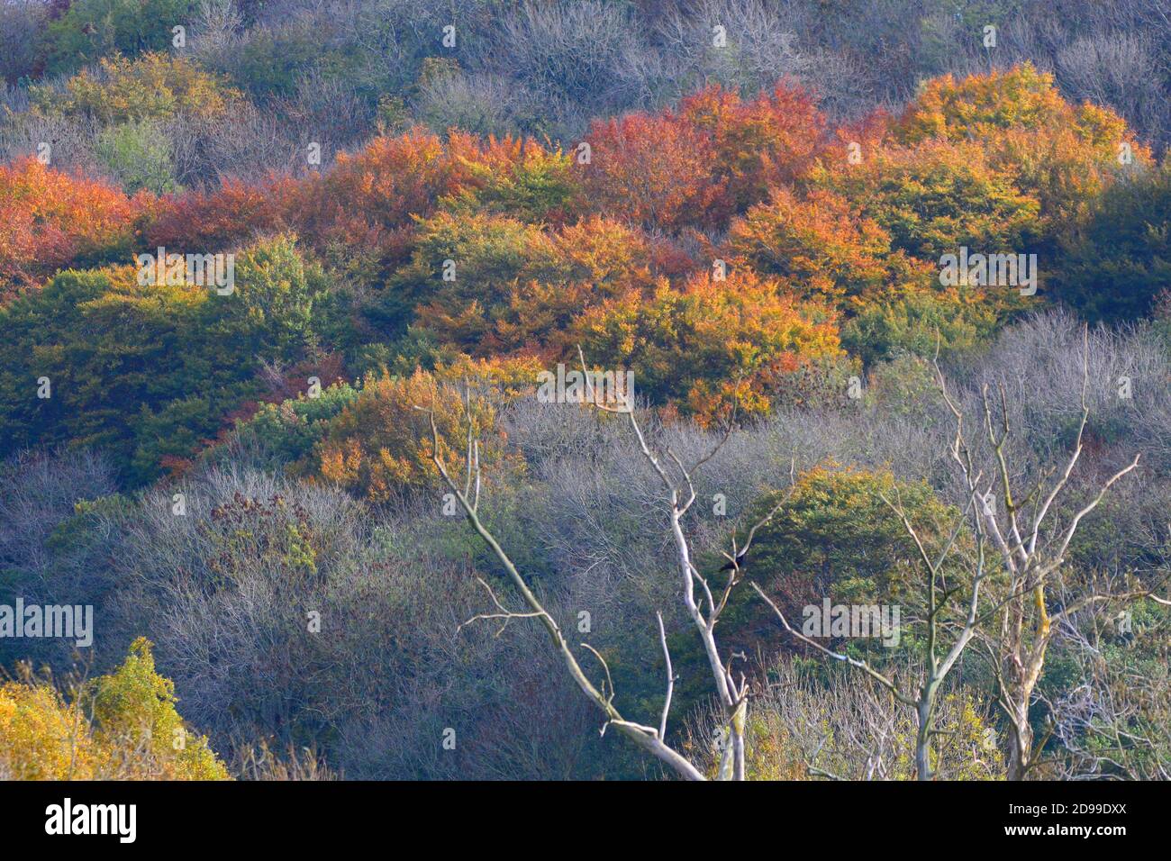 Tote Bäume vor einem Herbsthimmel Stockfoto