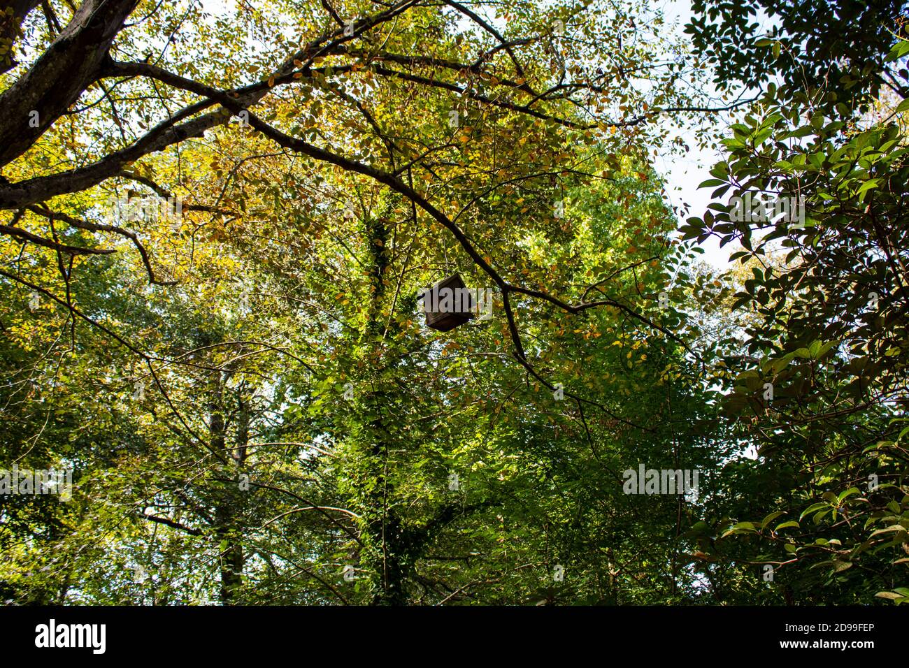 Ein winziges Vogelhaus auf einem mächtigen Baum. Grüne und orangefarbene Blätter vom Beginn des Herbstes und hölzerne Vogelhaus ist im Rahmen. Stockfoto