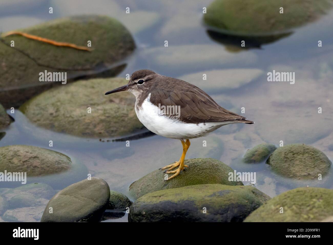 Patient Ruddy Turnstone Vogel balanciert auf dem Fluss Felsen Steine beim Blick in das Wasser. Stockfoto