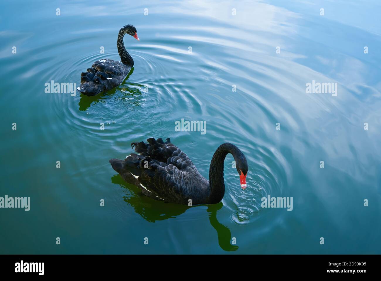 Zwei schwarze Schwäne schweben im See. Schöne schwarze Schwäne. Stockfoto