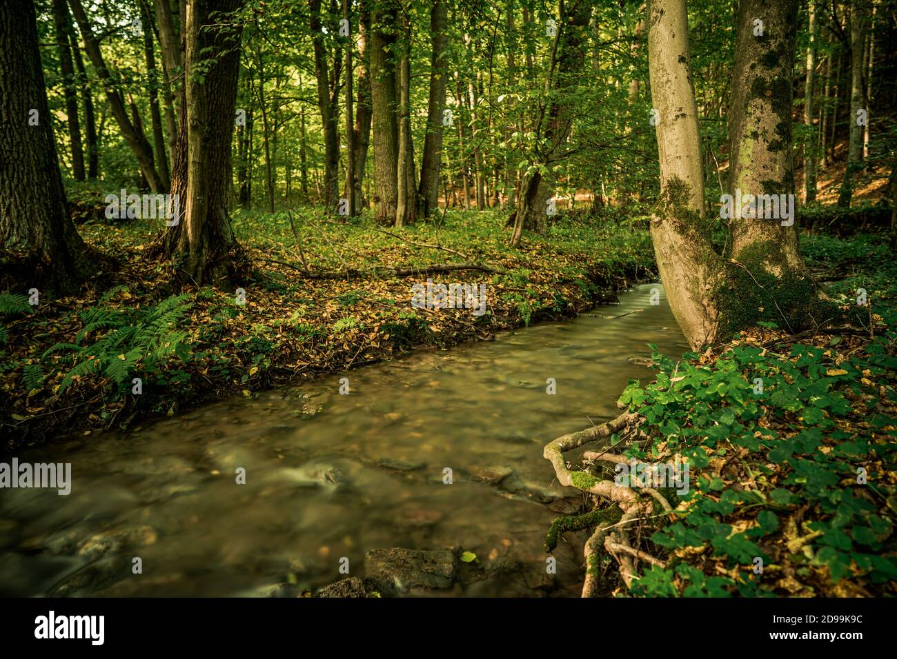 Spruit im Wald. Langzeitbelichtung. Stockfoto