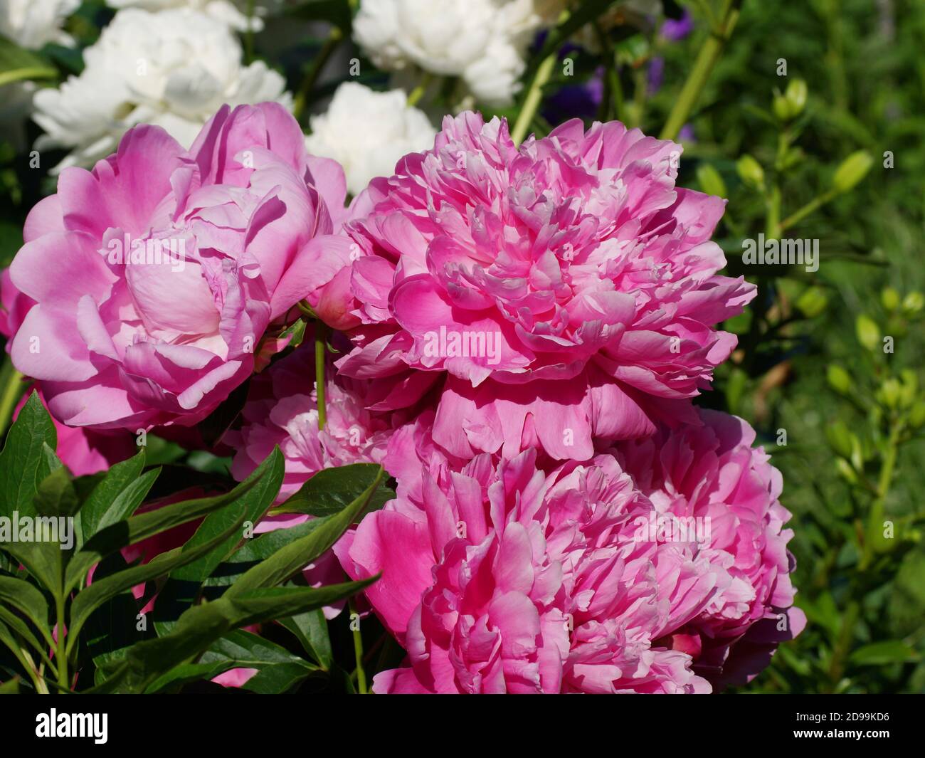 Paeonia Prinzessin Margaret. Doppelte rosa Pfingstrose Blume. Paeonia lactiflora (chinesische Pfingstrose oder gemeinsame GartenPfingstrose). Schöne rosa Pfingstrosen Stockfoto