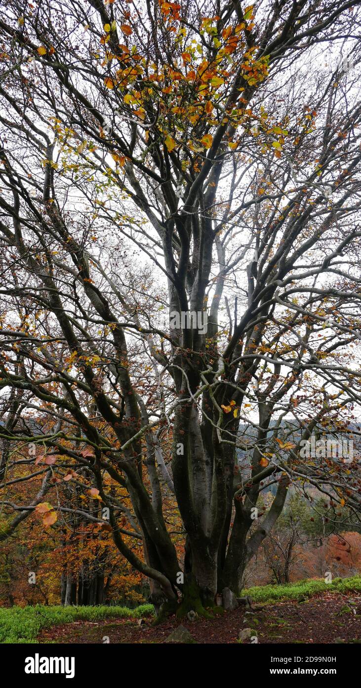 Isolierte Eiche an der sogenannten White Wall celtic Platz im Taunusgebirge in deutschland im Herbst mit Ein Rest von bunten Blättern Stockfoto