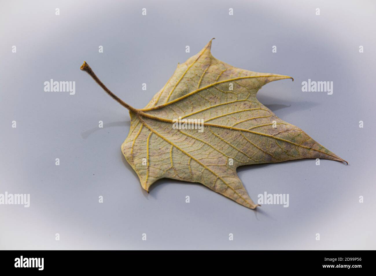 Ein einsames Blatt mit sechs Punkten, auf einem grau-silbernen Hintergrund. Stockfoto