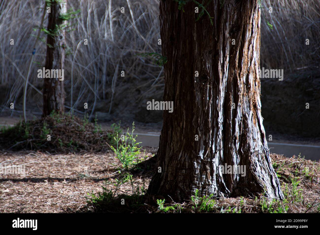 Sequoia Bäume und Fauna, die den Redwood Forest im Brea Canyon Regional Park, Brea, Kalifornien, USA bilden. Stockfoto