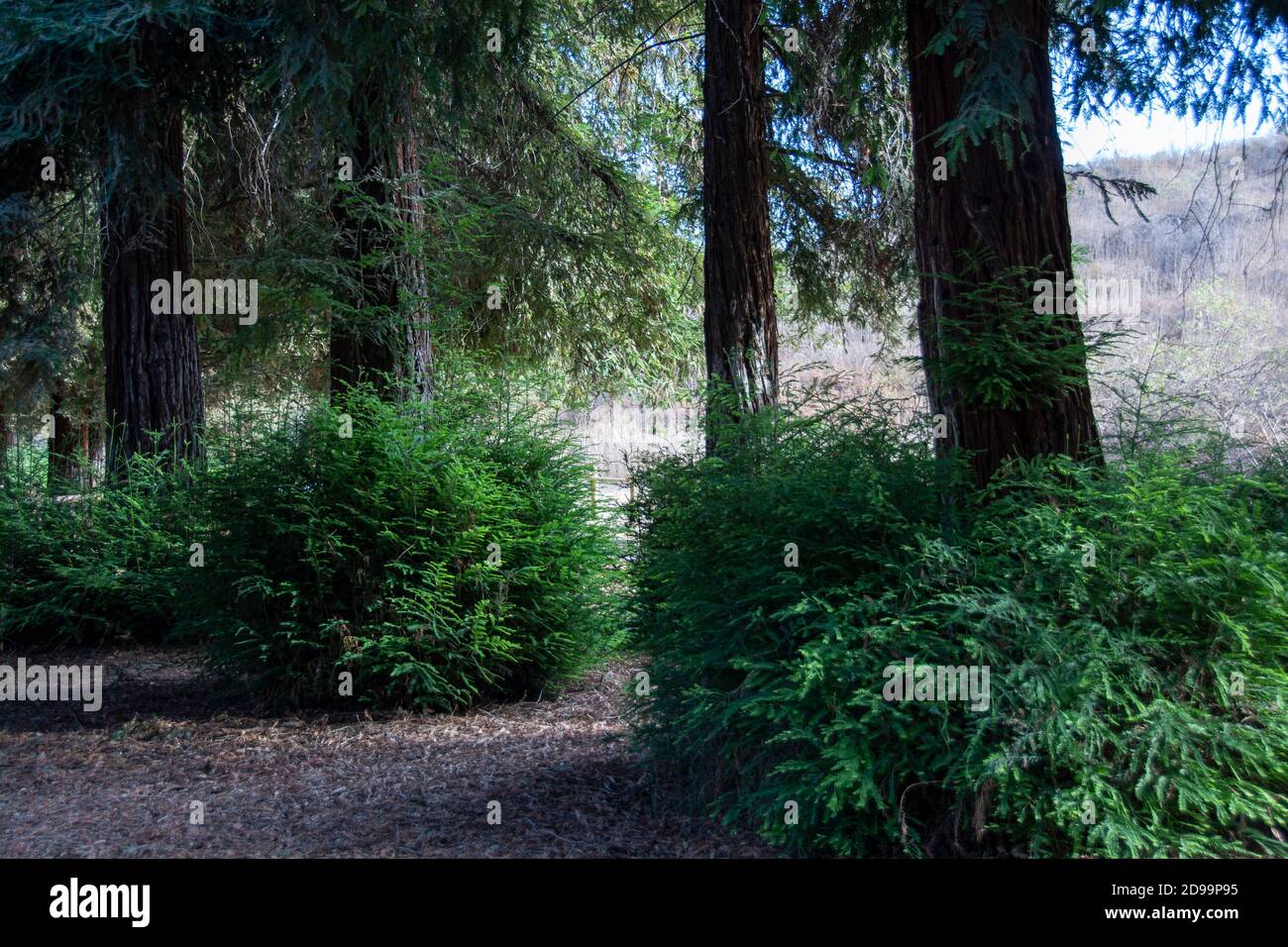 Sequoia Bäume und Fauna, die den Redwood Forest im Brea Canyon Regional Park, Brea, Kalifornien, USA bilden. Stockfoto