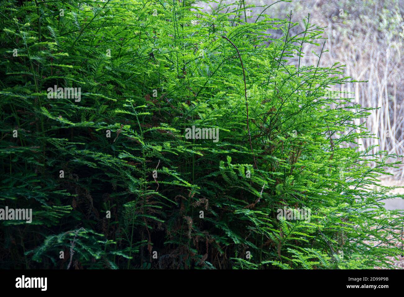 Sequoia Bäume und Fauna, die den Redwood Forest im Brea Canyon Regional Park, Brea, Kalifornien, USA bilden. Stockfoto