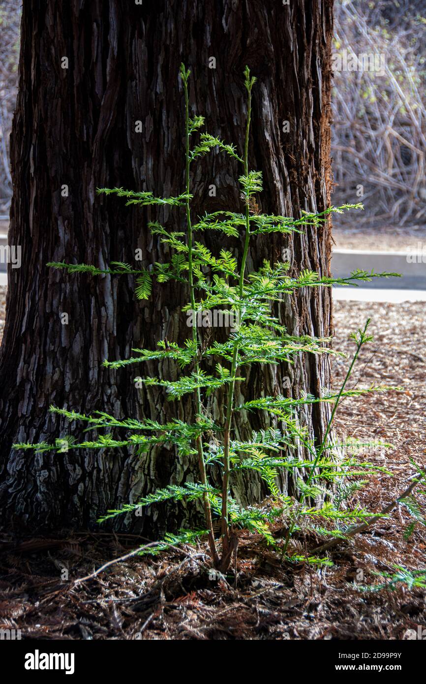 Sequoia Bäume und Fauna, die den Redwood Forest im Brea Canyon Regional Park, Brea, Kalifornien, USA bilden. Stockfoto