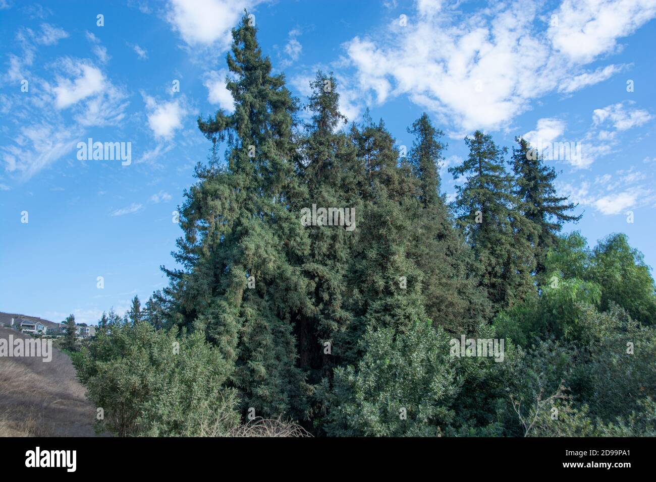 Sequoia Bäume und Fauna, die den Redwood Forest im Brea Canyon Regional Park, Brea, Kalifornien, USA bilden. Stockfoto