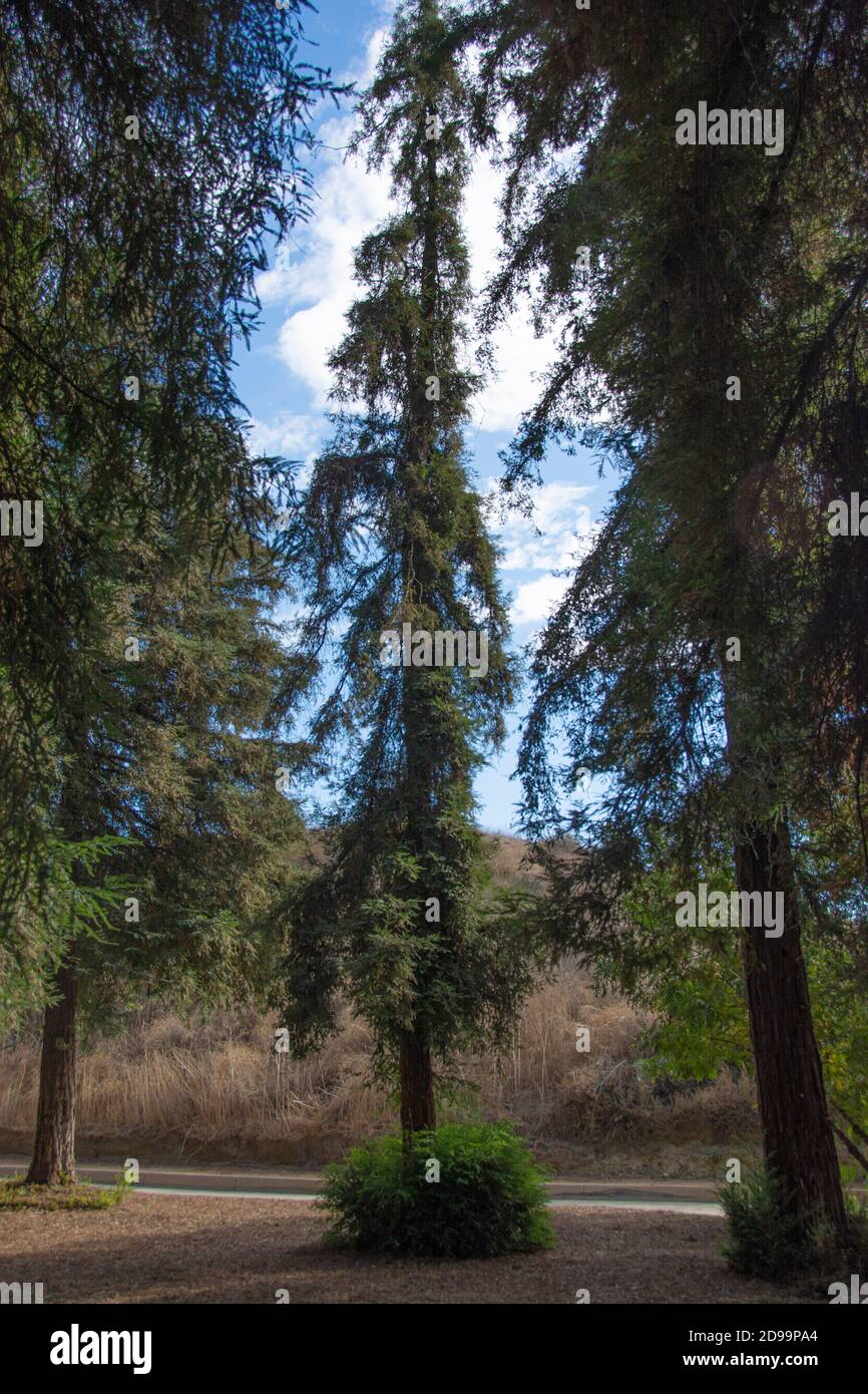 Sequoia Bäume und Fauna, die den Redwood Forest im Brea Canyon Regional Park, Brea, Kalifornien, USA bilden. Stockfoto