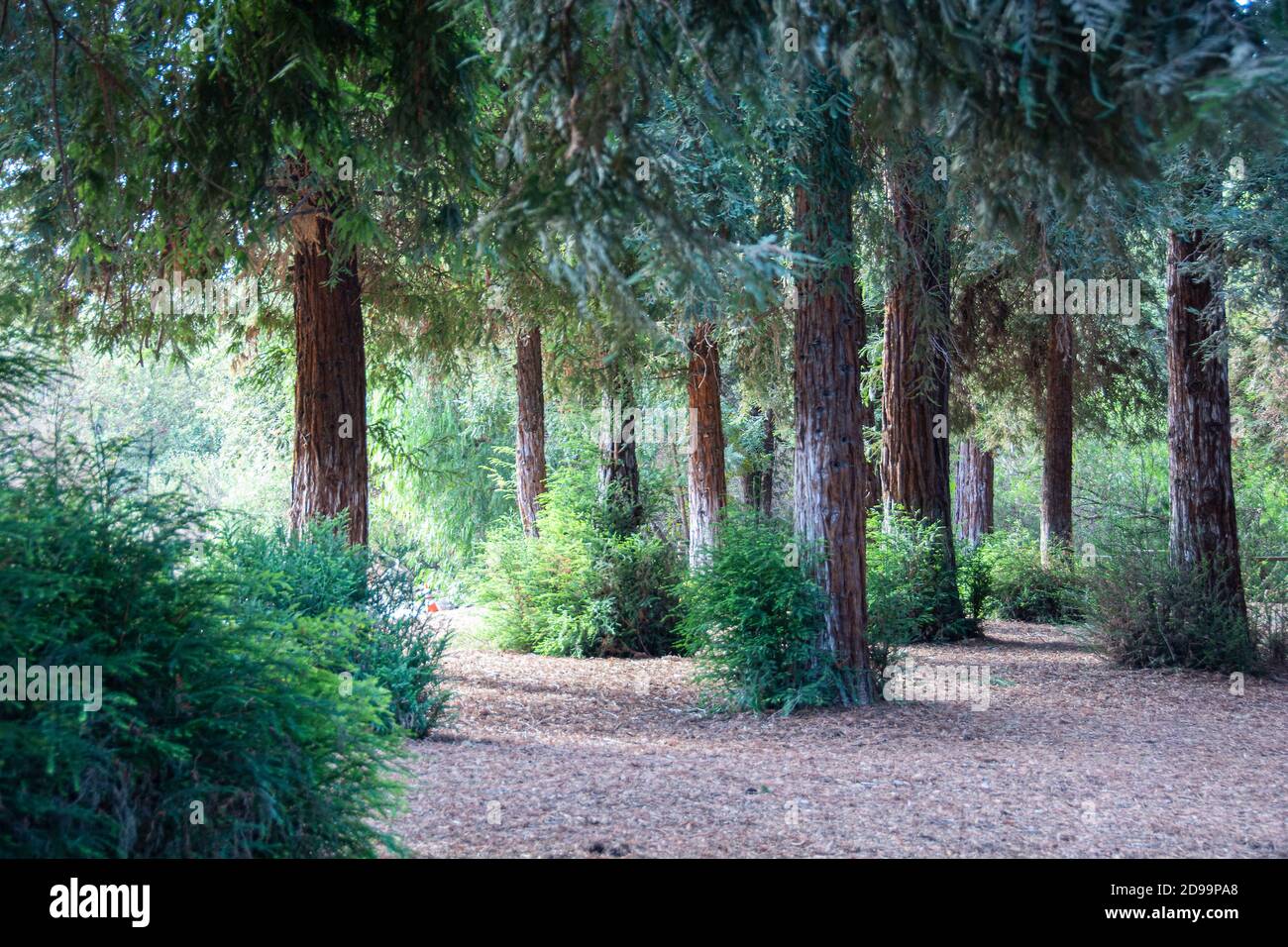 Sequoia Bäume und Fauna, die den Redwood Forest im Brea Canyon Regional Park, Brea, Kalifornien, USA bilden. Stockfoto