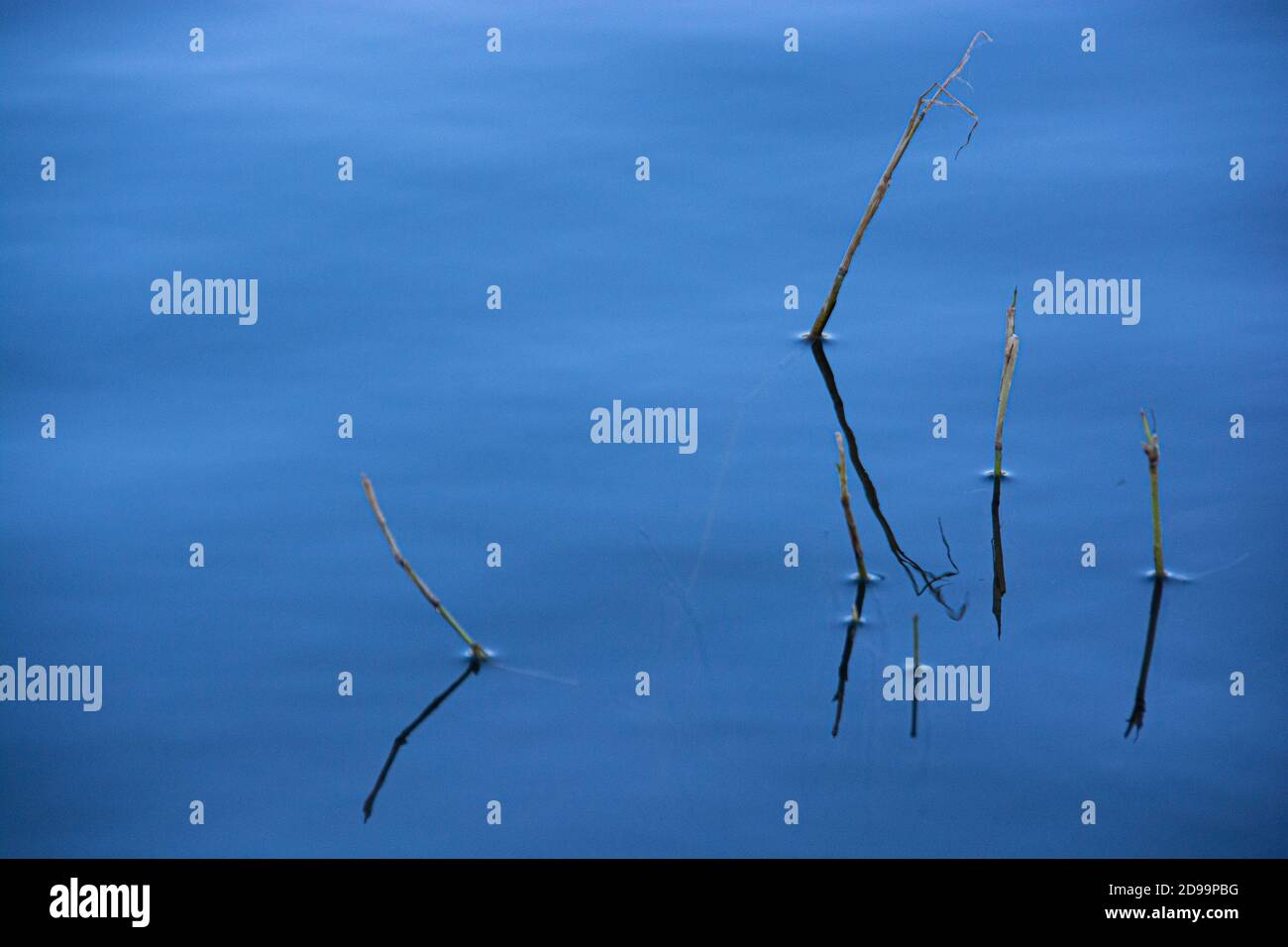 Fünf Zweige ragen aus einem See, in der Stadt Brea, Kalifornien, USA Stockfoto