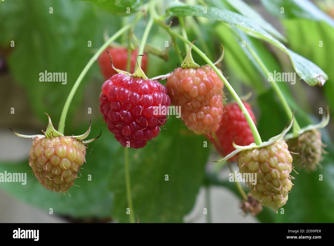 Sommer tragen London Himbeeren Mehrjährige Pflanzen mit stacheligen Stöcke, die Bärenmischung Blätter und weiße fünf Blütenblätter produzieren saftig Rote Früchte Stockfoto
