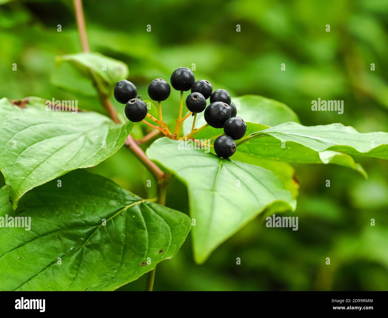 Nahaufnahme von schwarzen Beeren und grünen Blättern von gewöhnlicher Dogwood, Cornus sanguinea Stockfoto